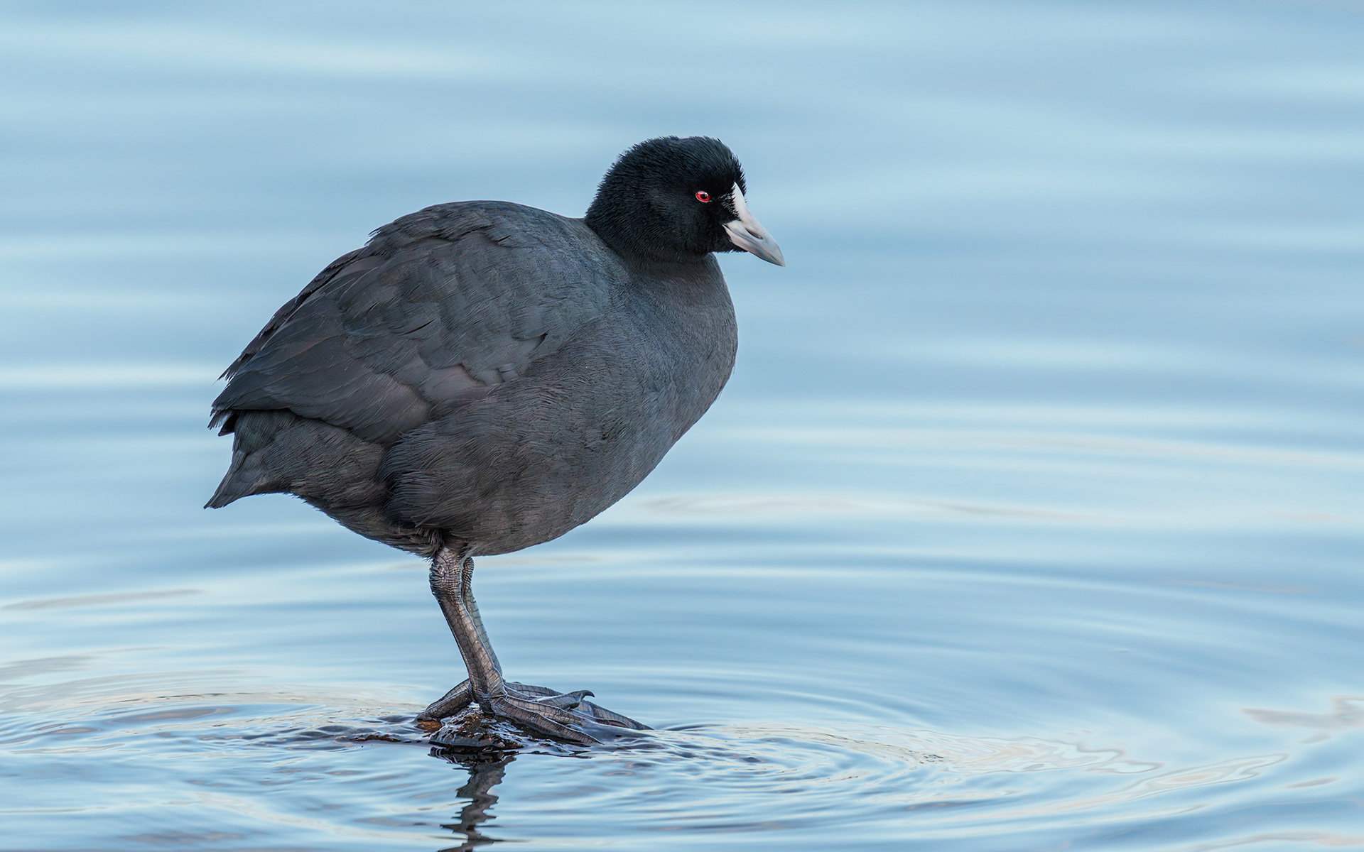 Eurasian coot (Fulica atra)
