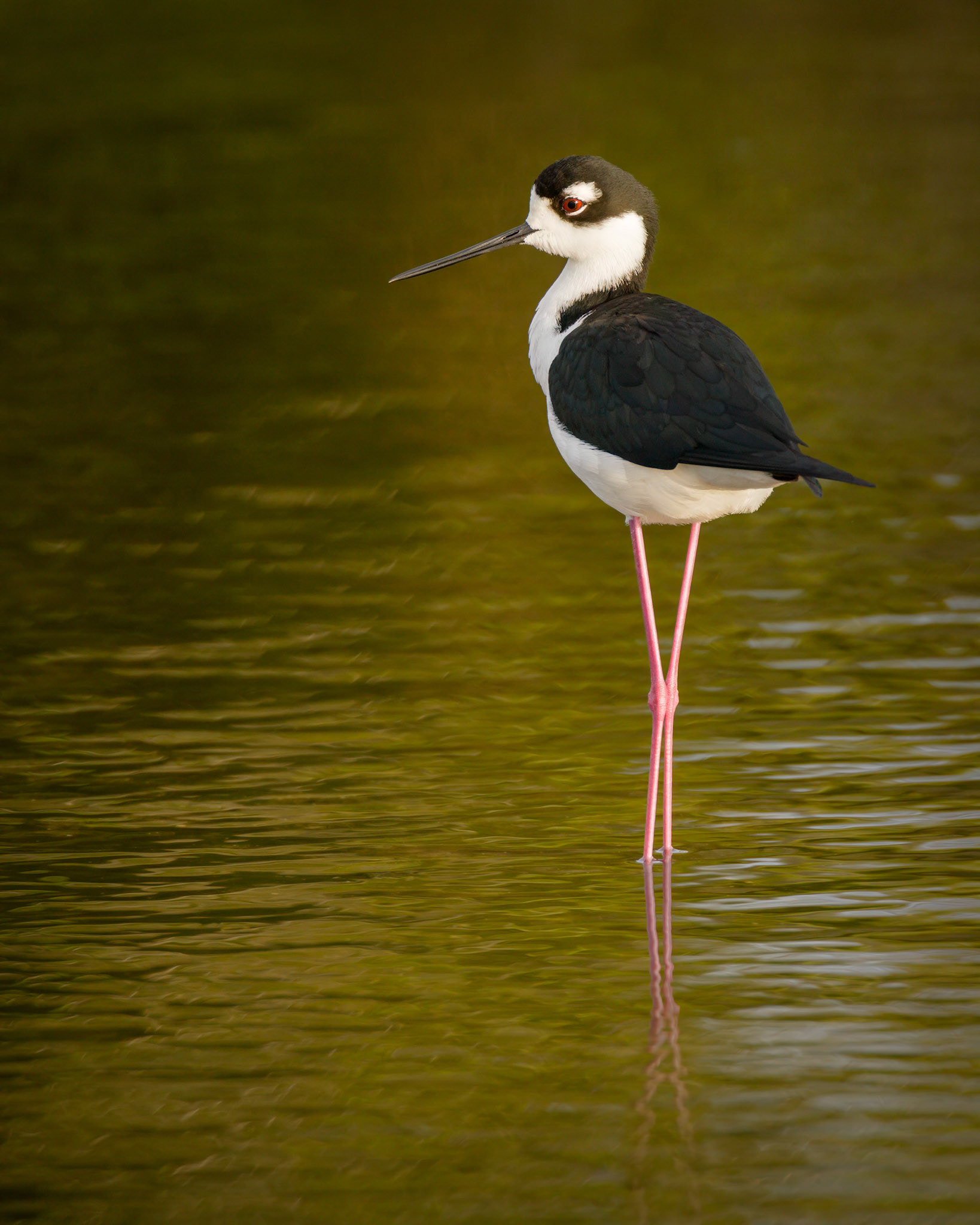 Black-necked stilt (Himantopus mexicanus)