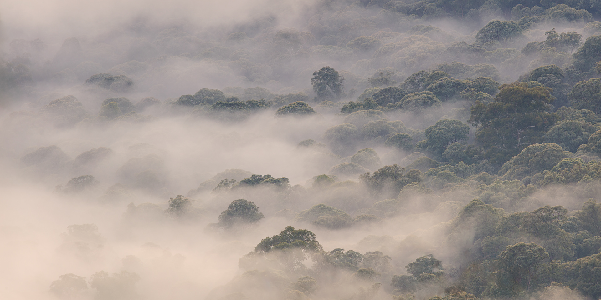 Evapotranspiration, Mountain Ash Forest (Eucalyptus regnans) Victoria, Australia
