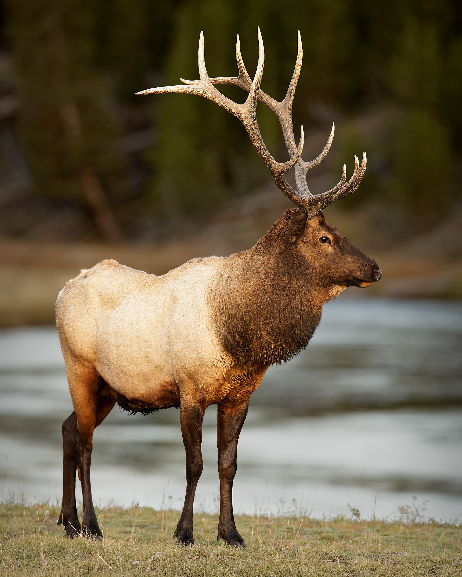 River Master, North American Elk, Bull (Cervus canadensis), Wyoming, USA
