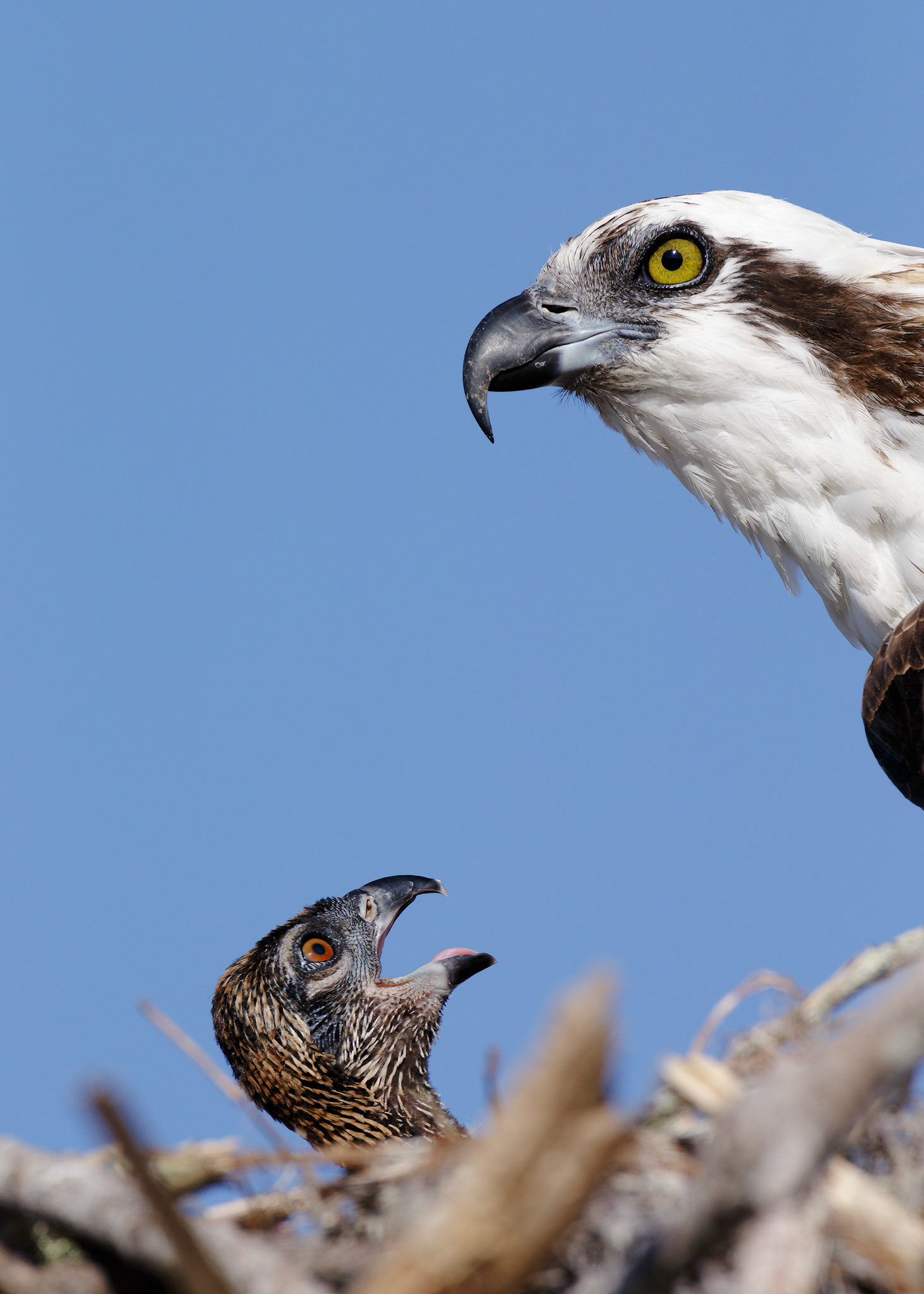 Osprey  and Chick (Pandion haliaetus)