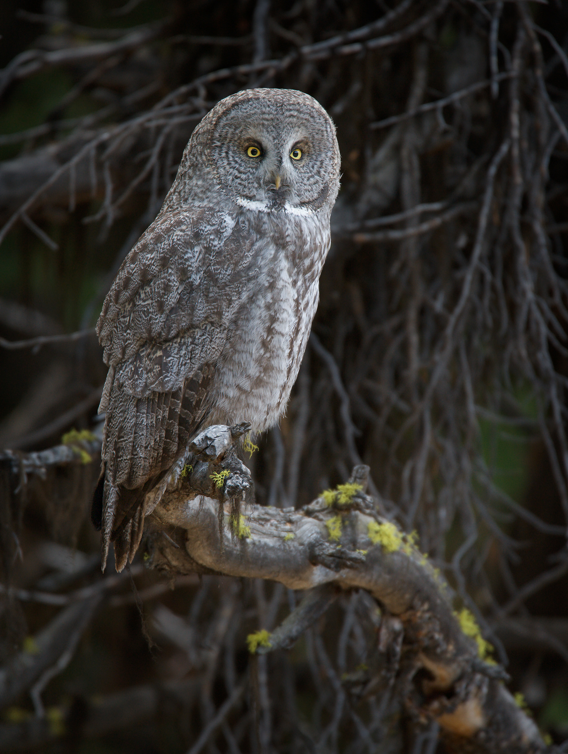Silent Hunter, Great Grey Owl (Strix nebulosa), Wyoming, USA