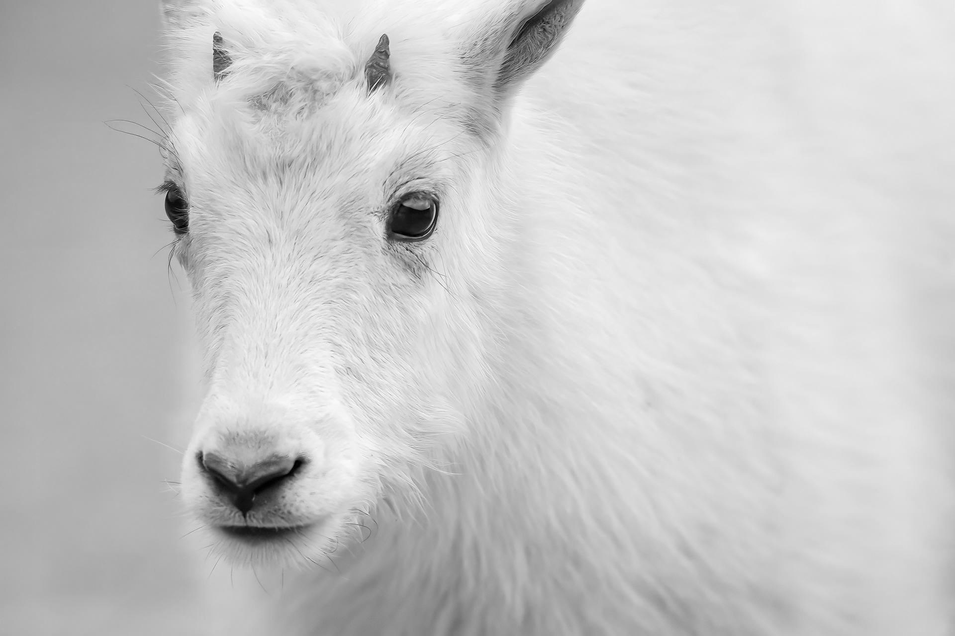 Carefree Kid, Rocky Mountain Goat (Oreamnous americanus), Montana, USA
