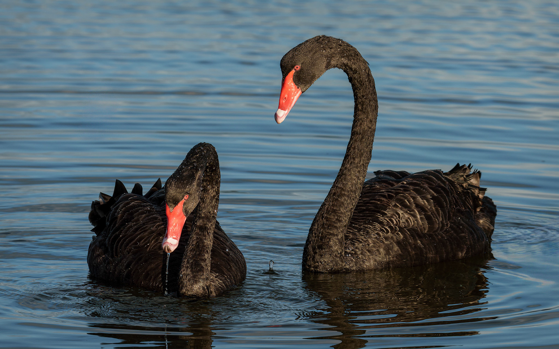 Australian black swan pair (Cygnus atratus)