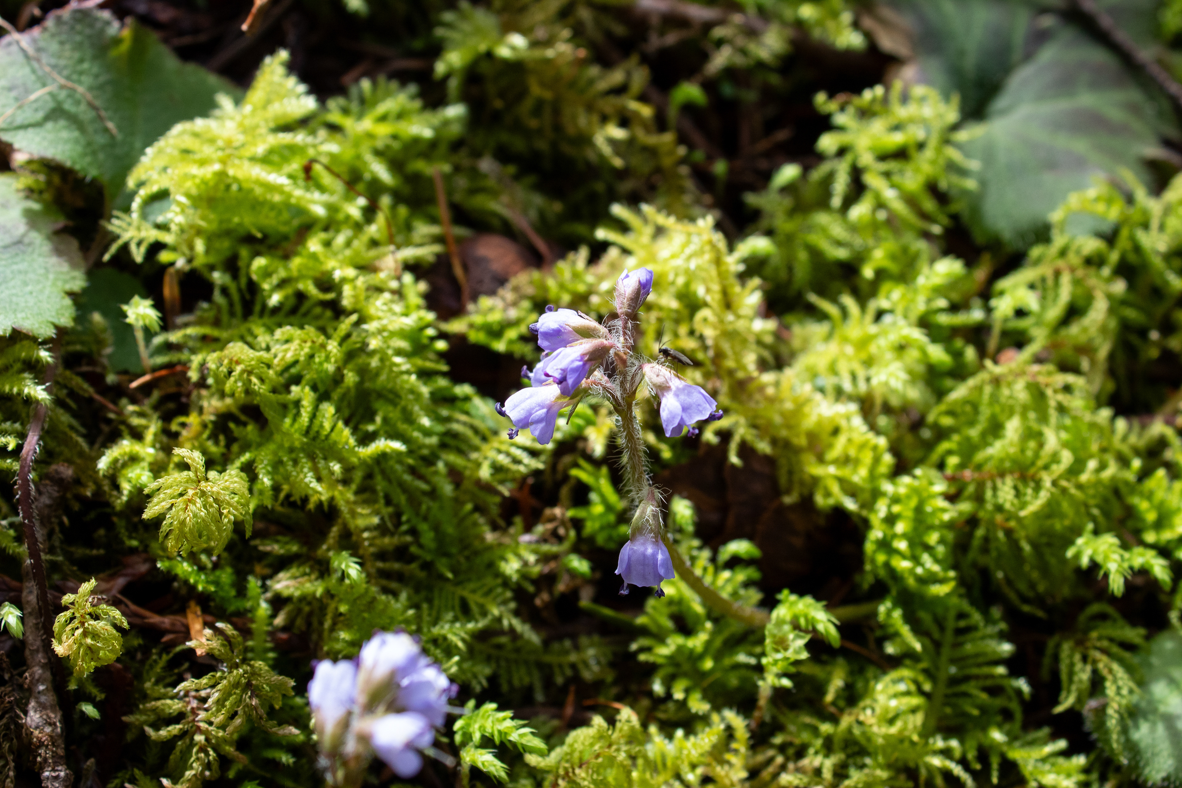 Alsea Falls, OR - 3/8/2025