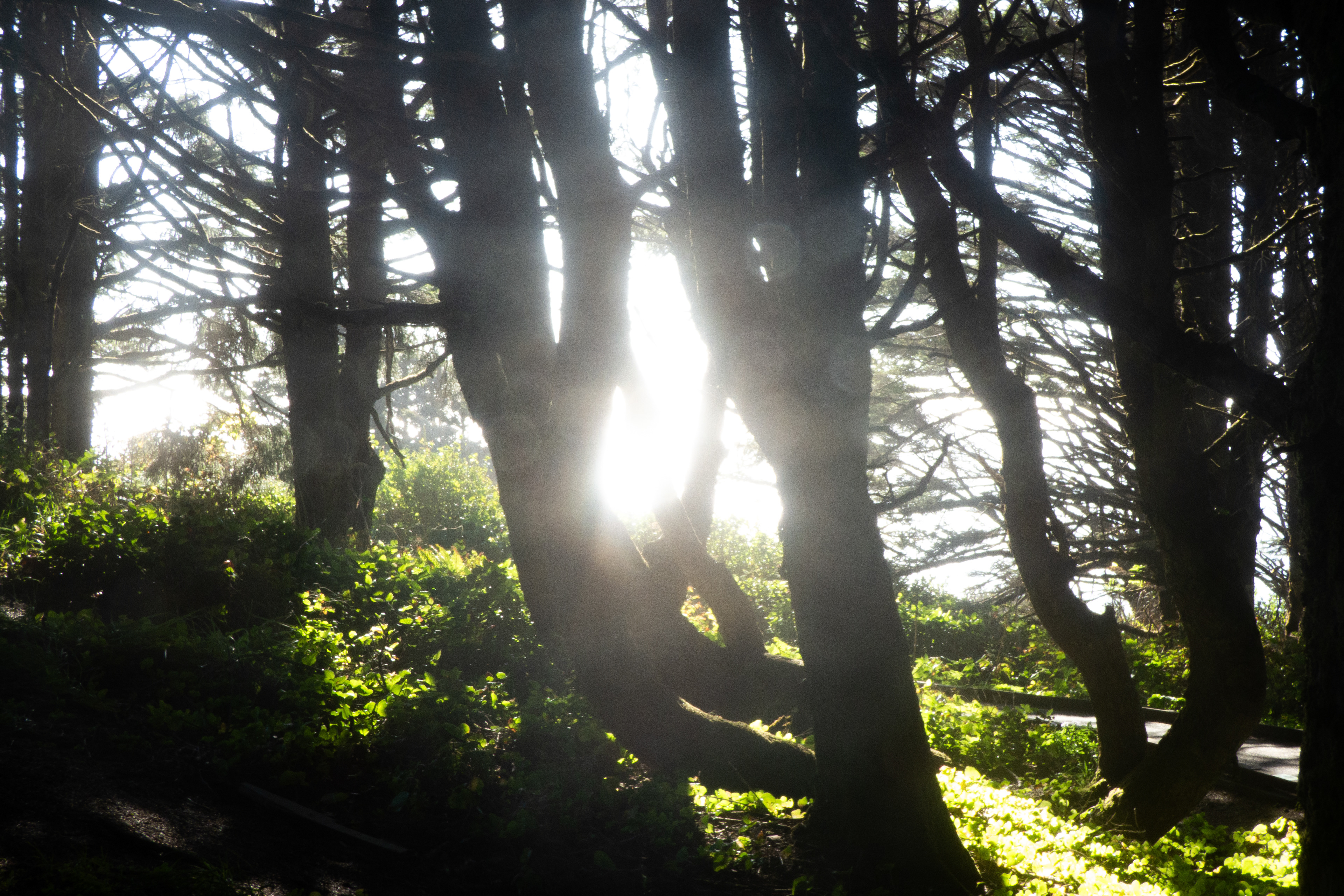 Cape Perpetua, OR - 9/20/2024