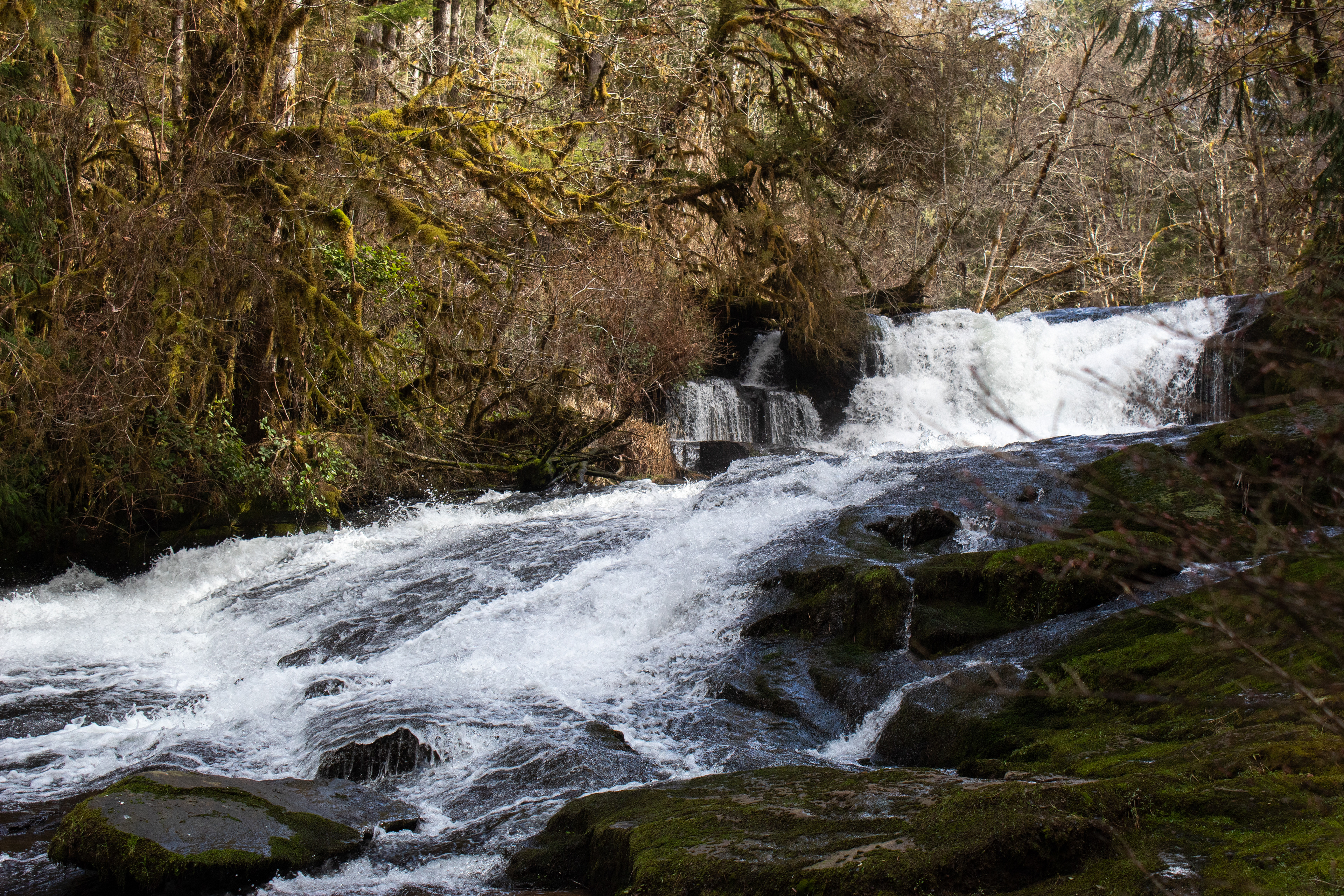 Alsea Falls, OR - 3/8/2025