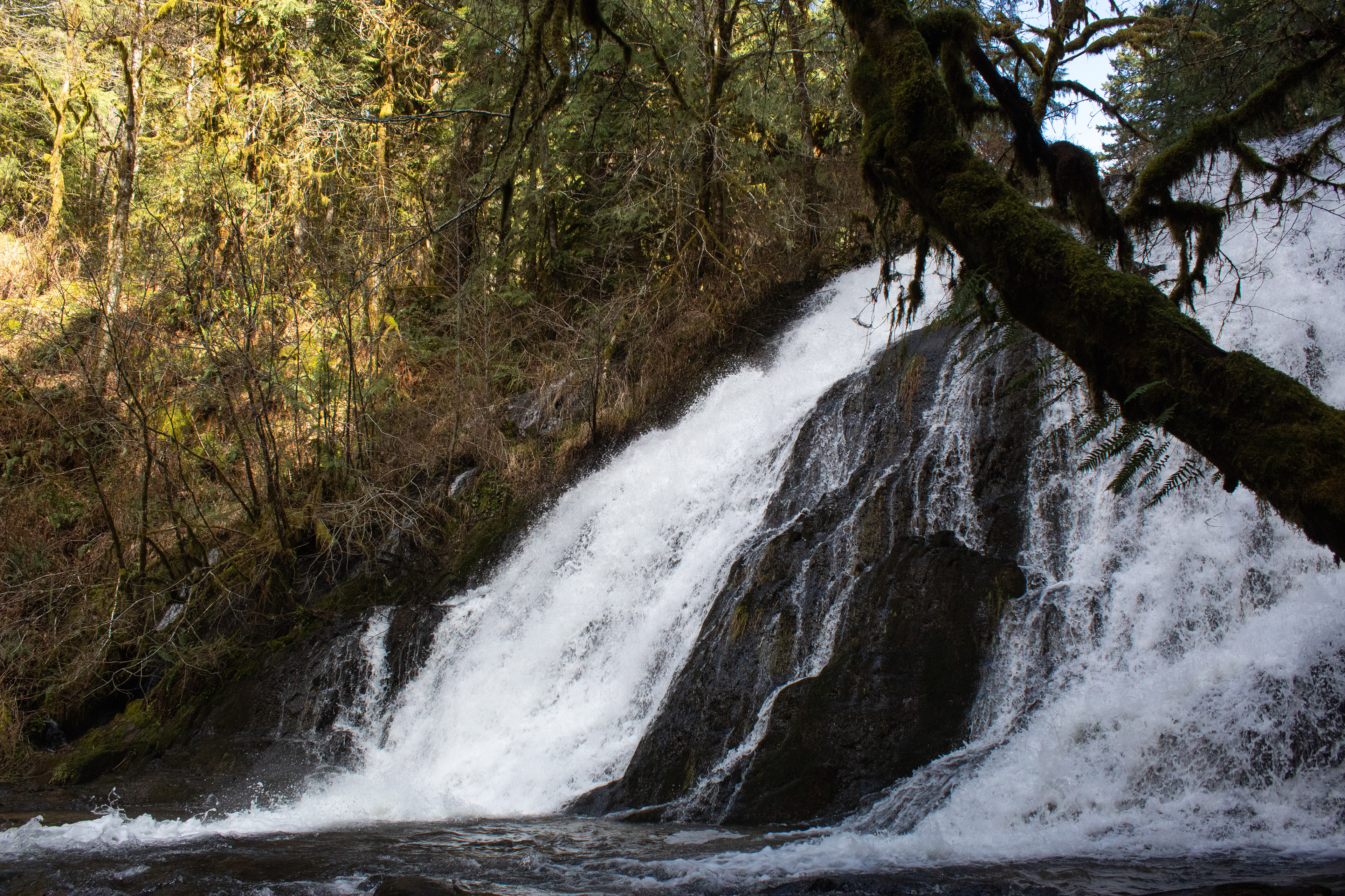 Alsea Falls, OR - 3/8/2025
