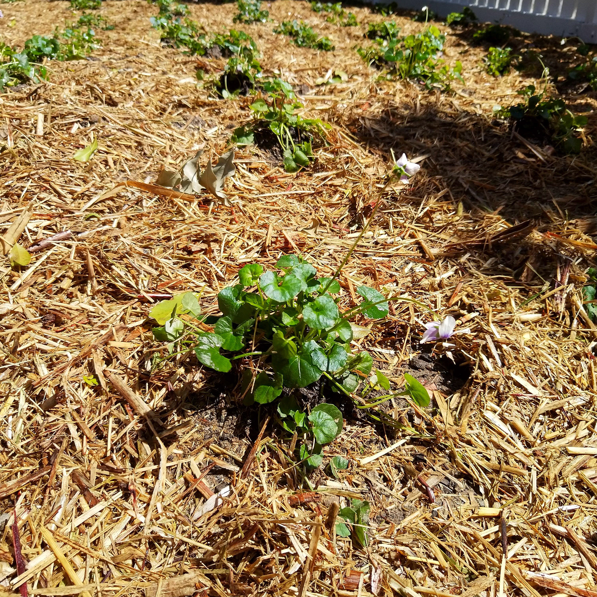 Native Violet - After