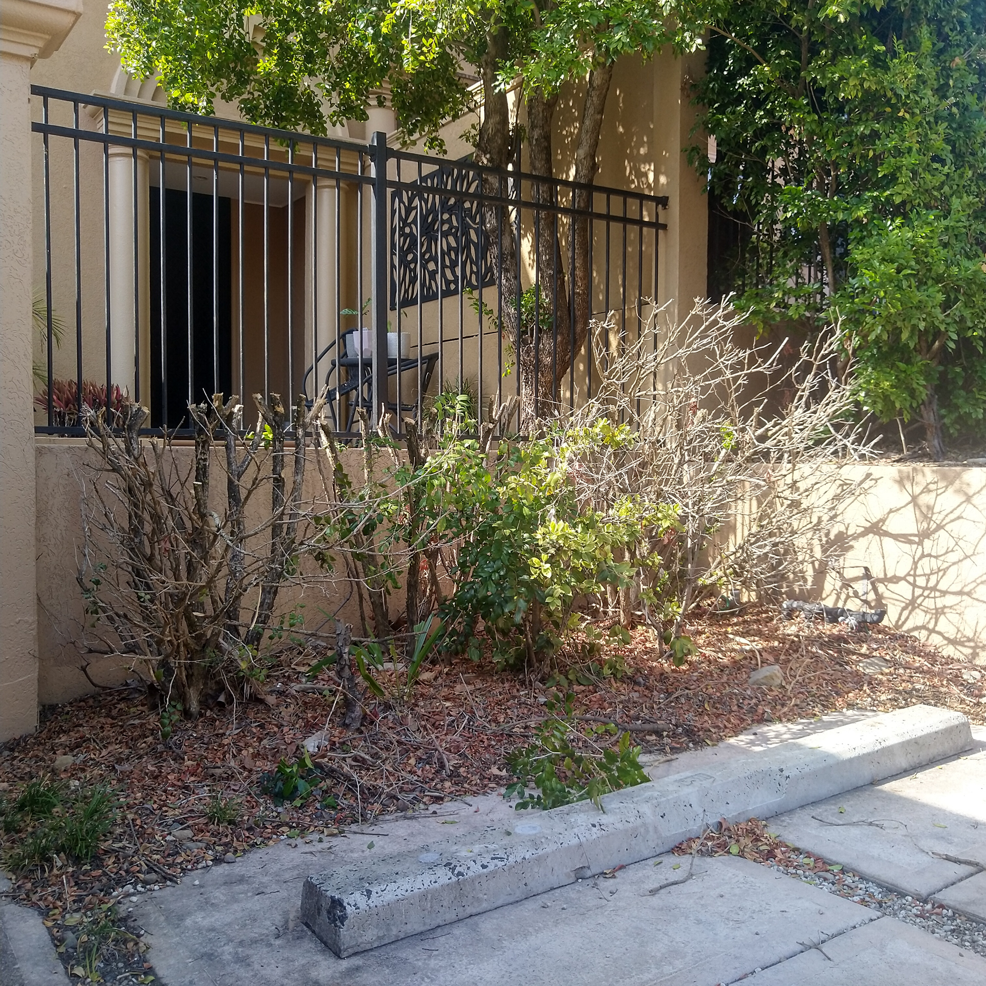 Hedge Replacement – Before 