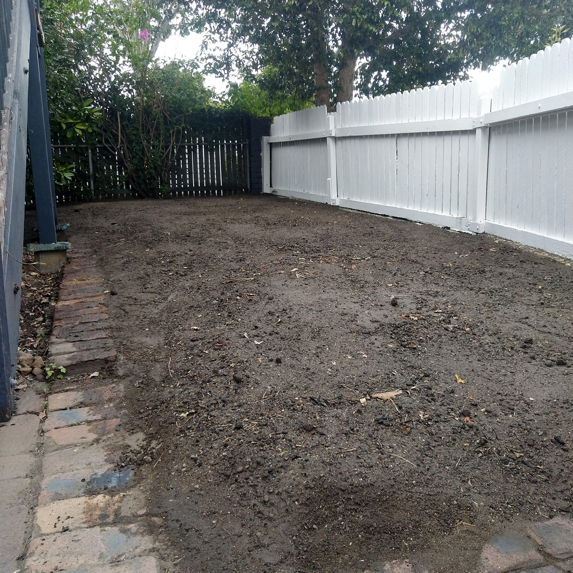 Native Violet - Before (Site Prep)