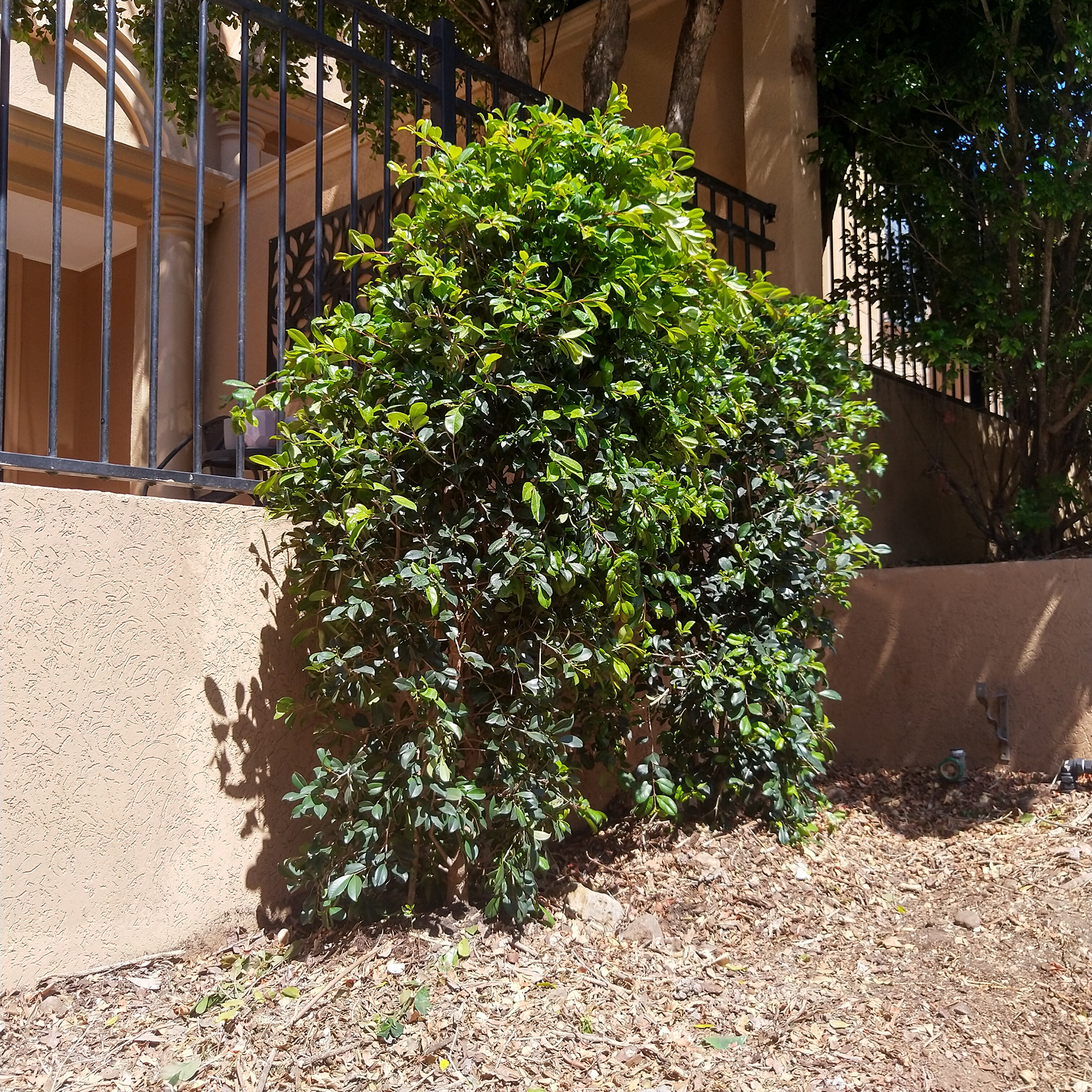 Hedge Replacement – After 