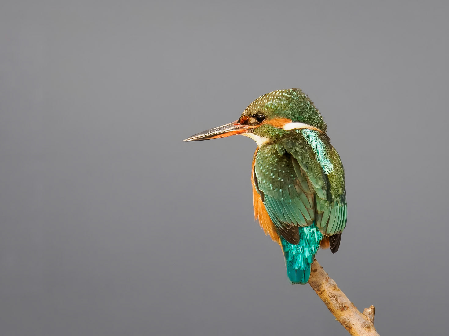 Kingfisher