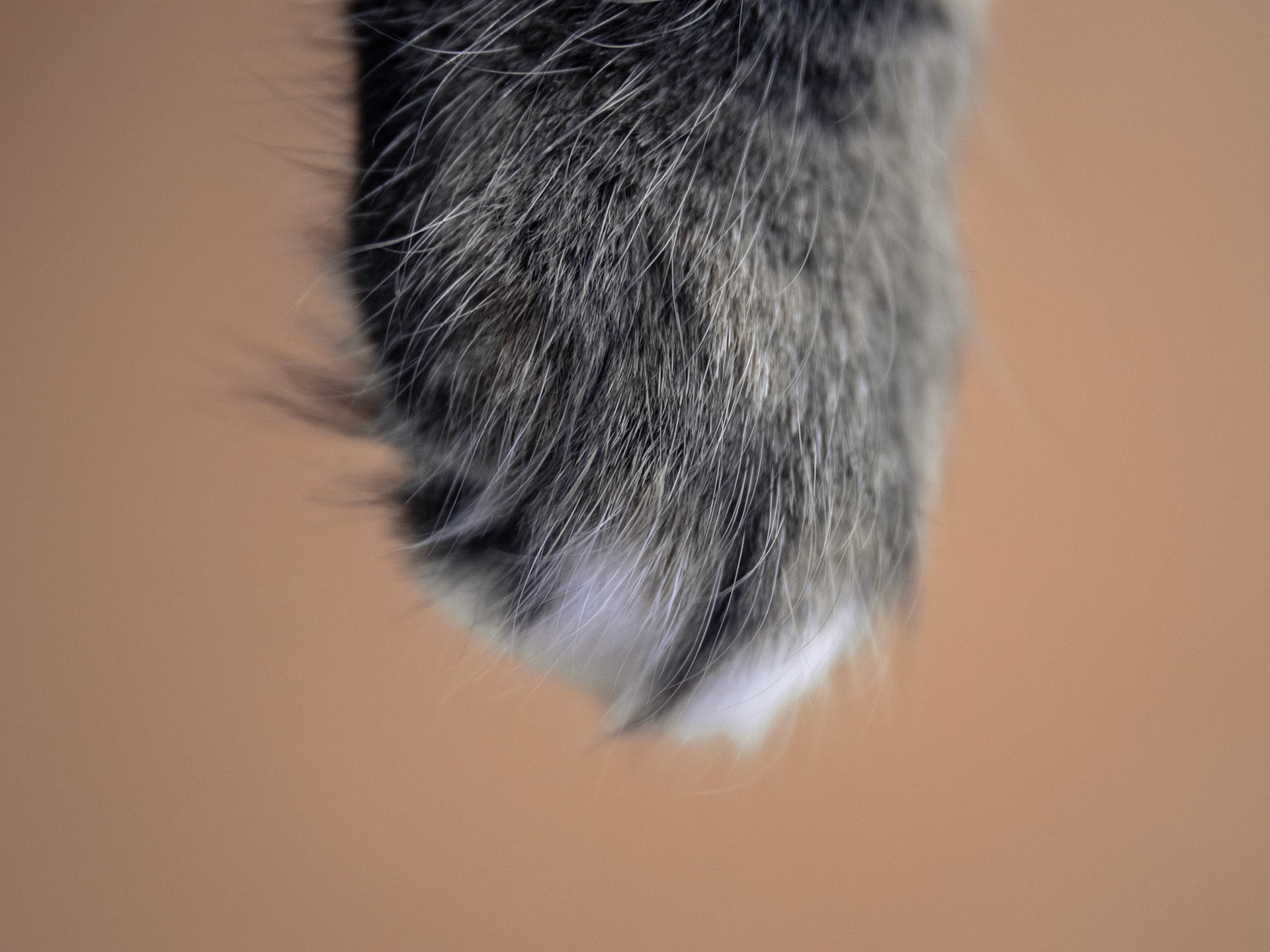 Lend a paw