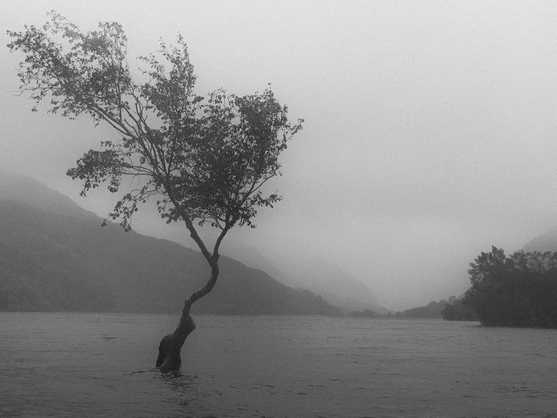 Lone tree