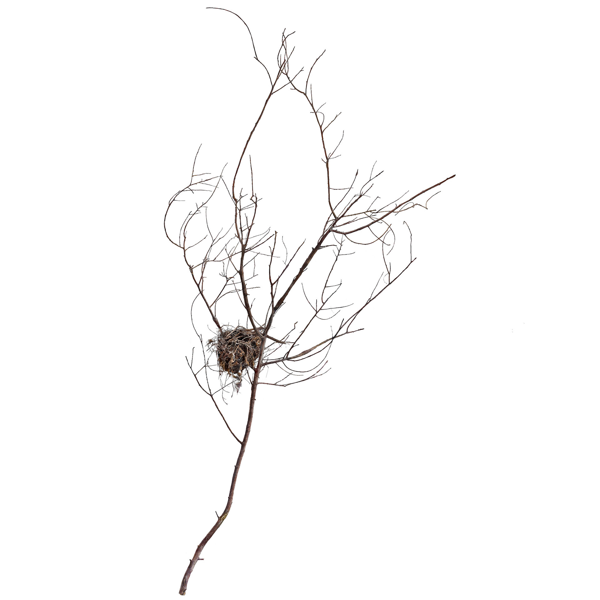 Empty Nest in Prickly Moses