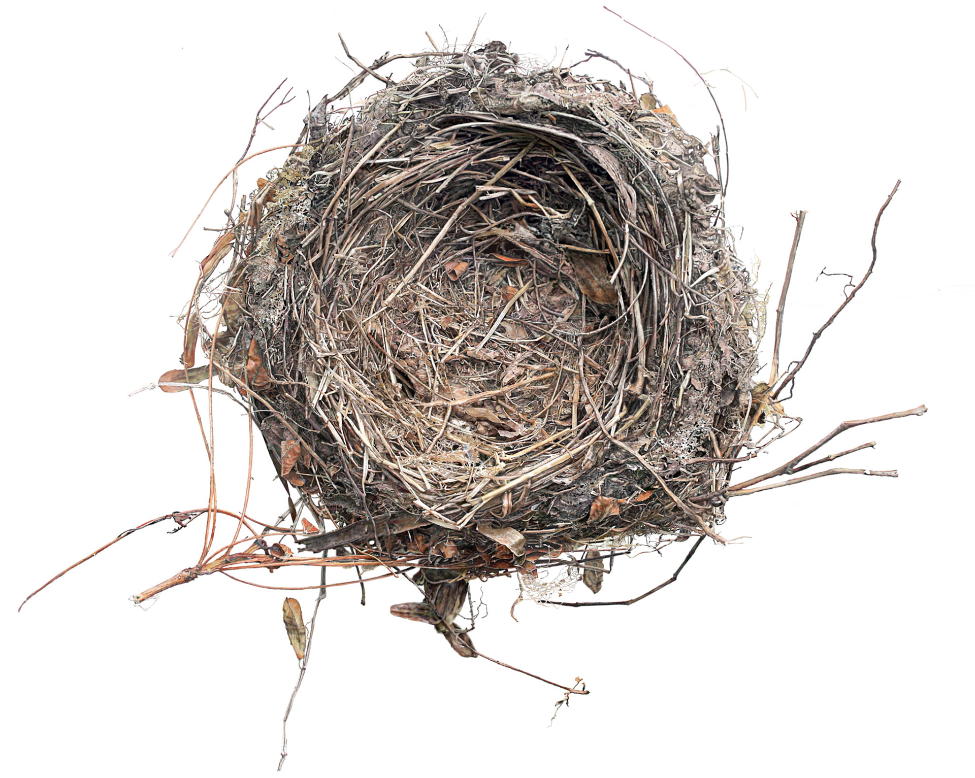 Empty Nest with dry leaves