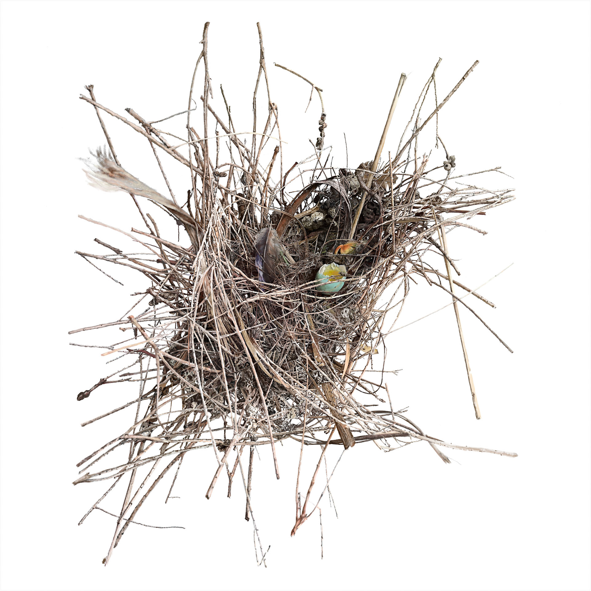 Spotted Dove Nest