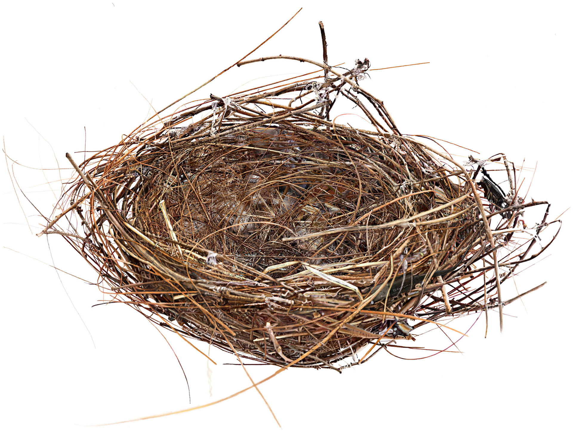 Empty Nest