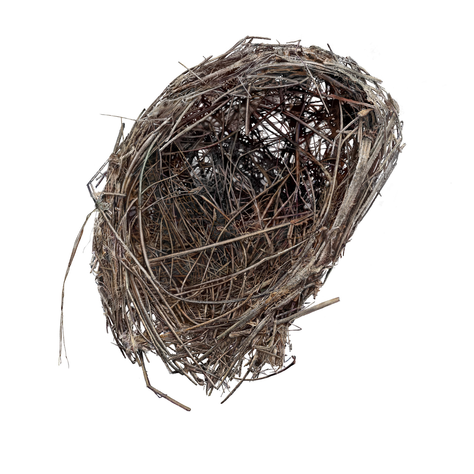 Abandoned nest