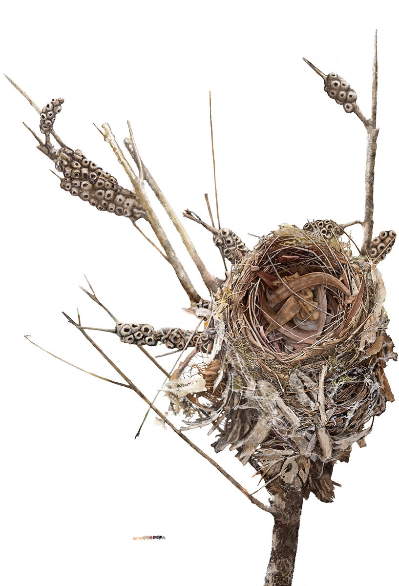 Empty Nest with gum leaves