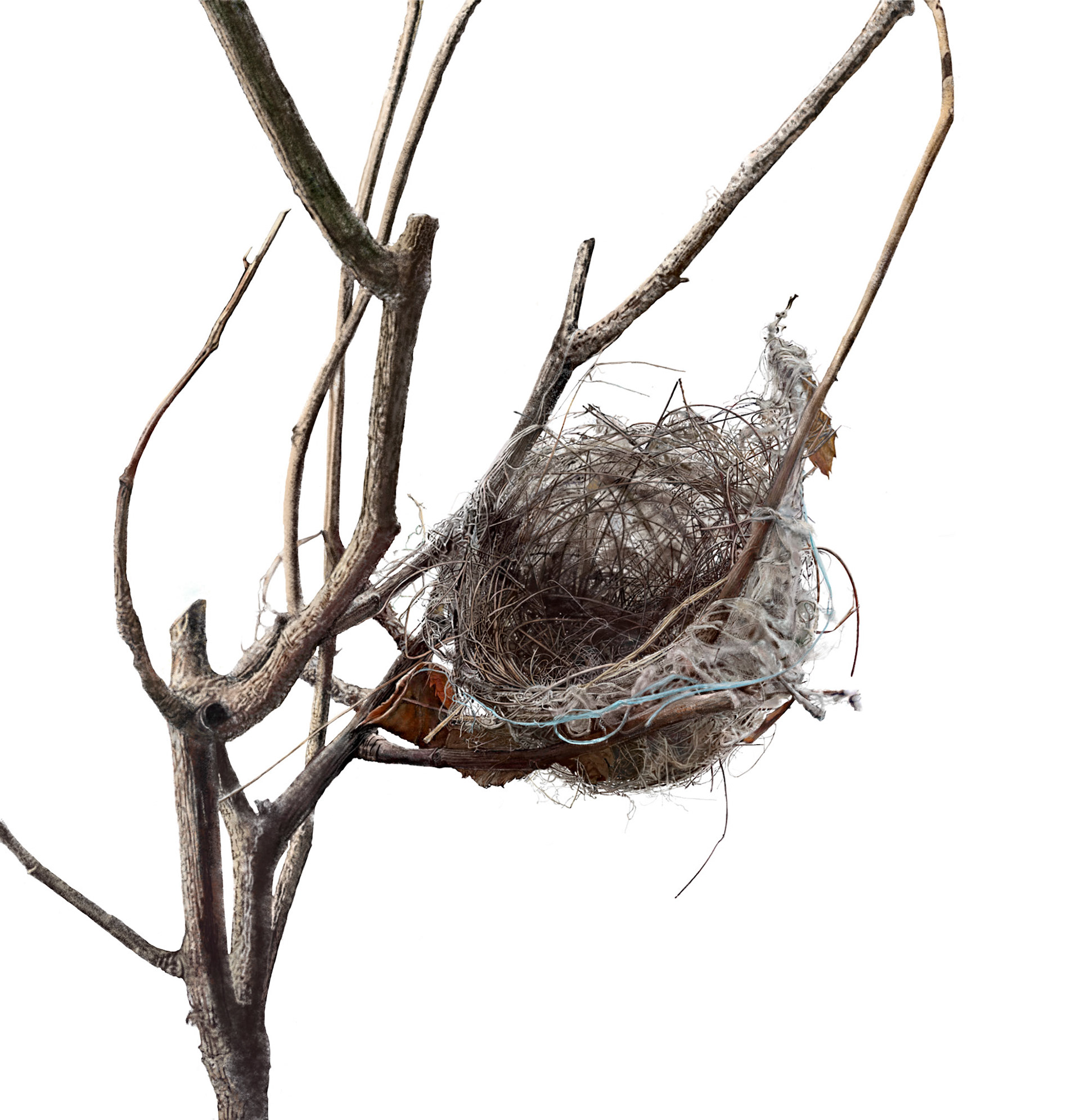 Empty Nest in a Rose garden
