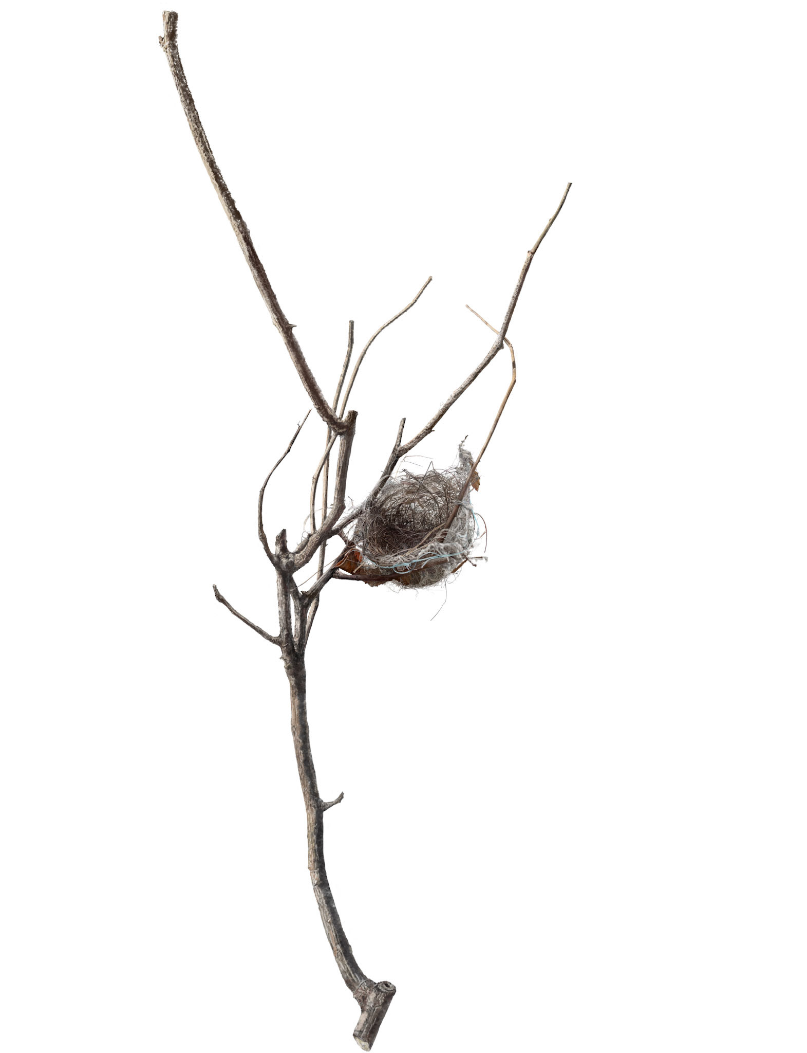 Empty Nest in a rose garden 1