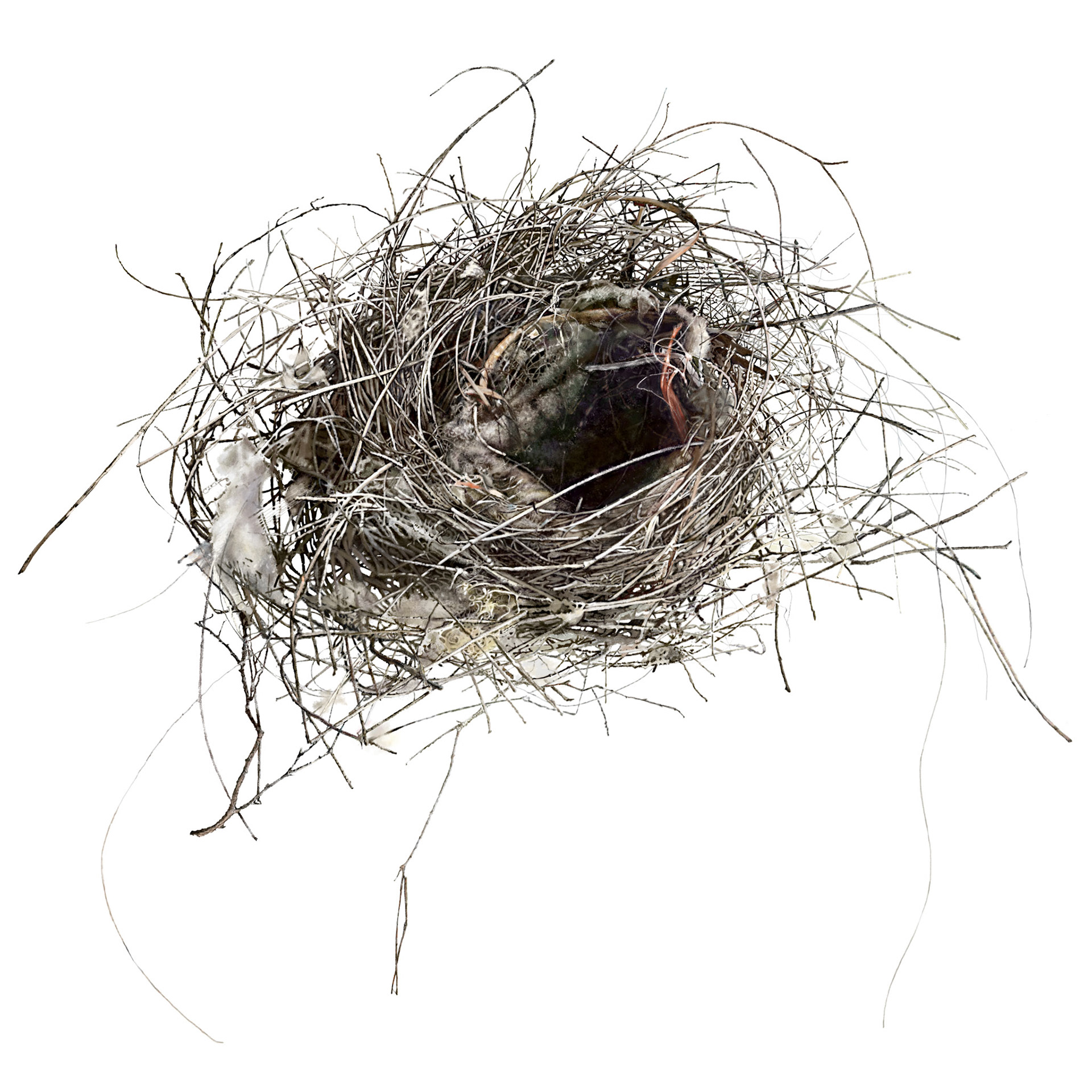Empty Nest with plastic string