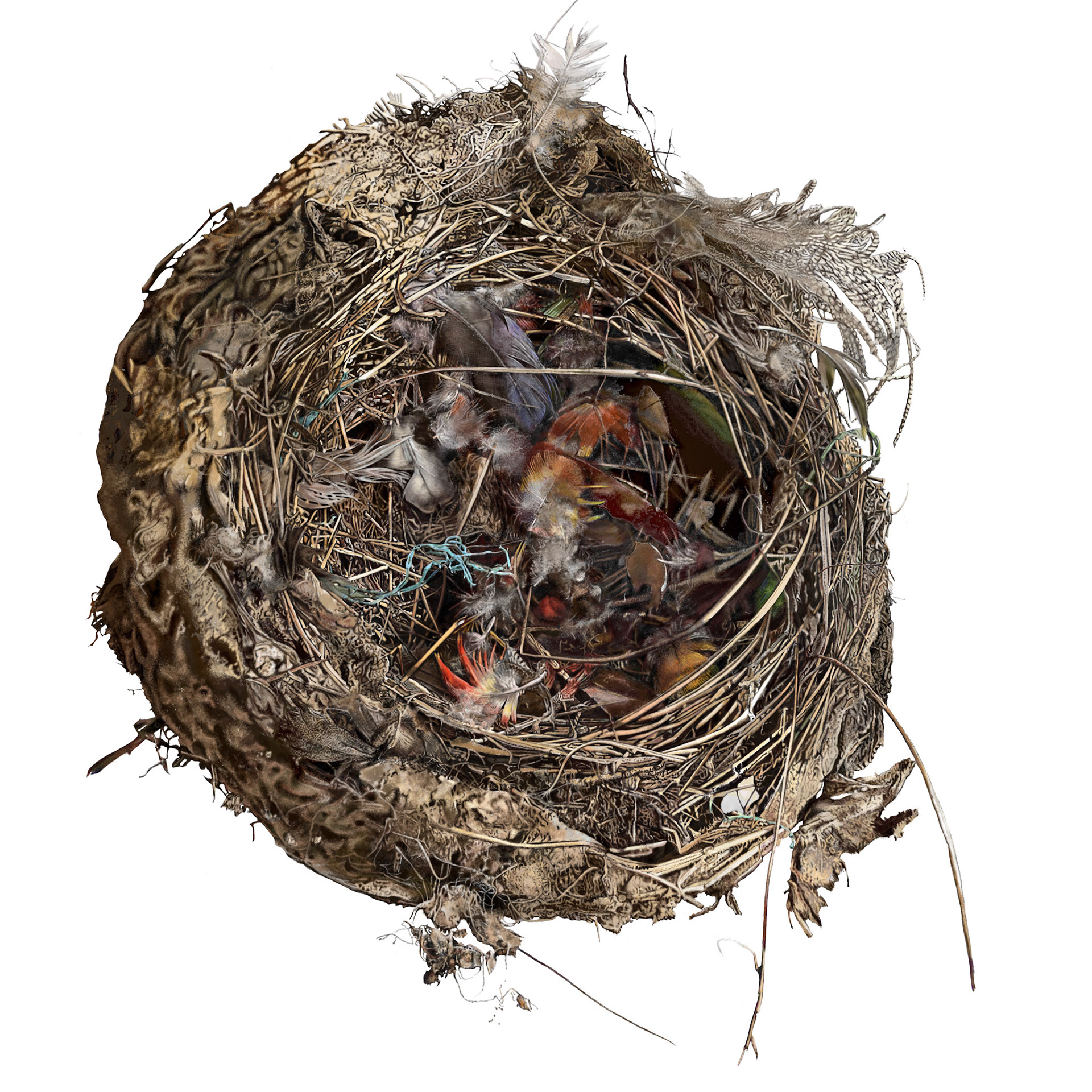 Empty Nest with feathers