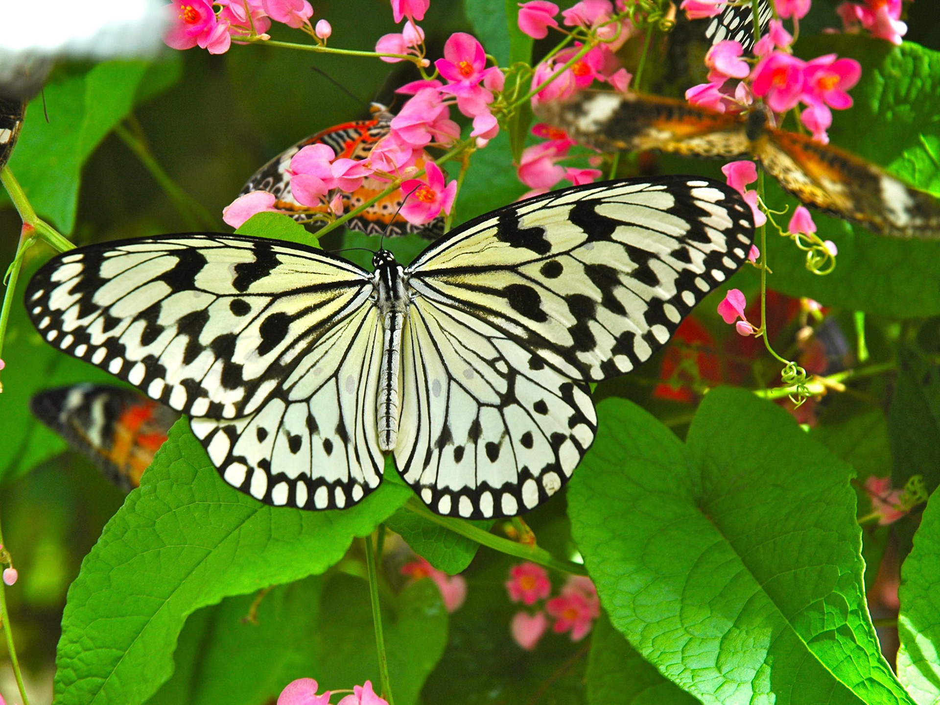Transitioning from Malaysia to Borneo