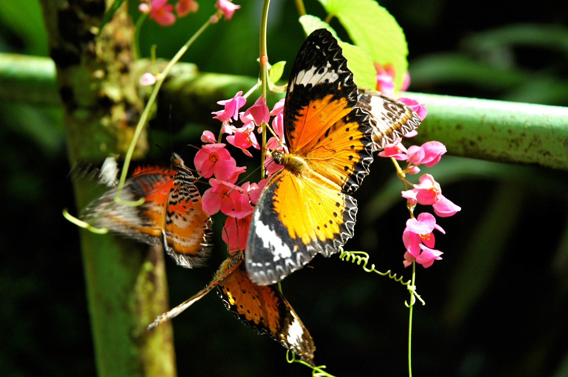 Beauty of living with the Rainforest