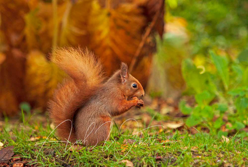 Red Squirrel, Cluny House Gardens, Perthshire, Scotland