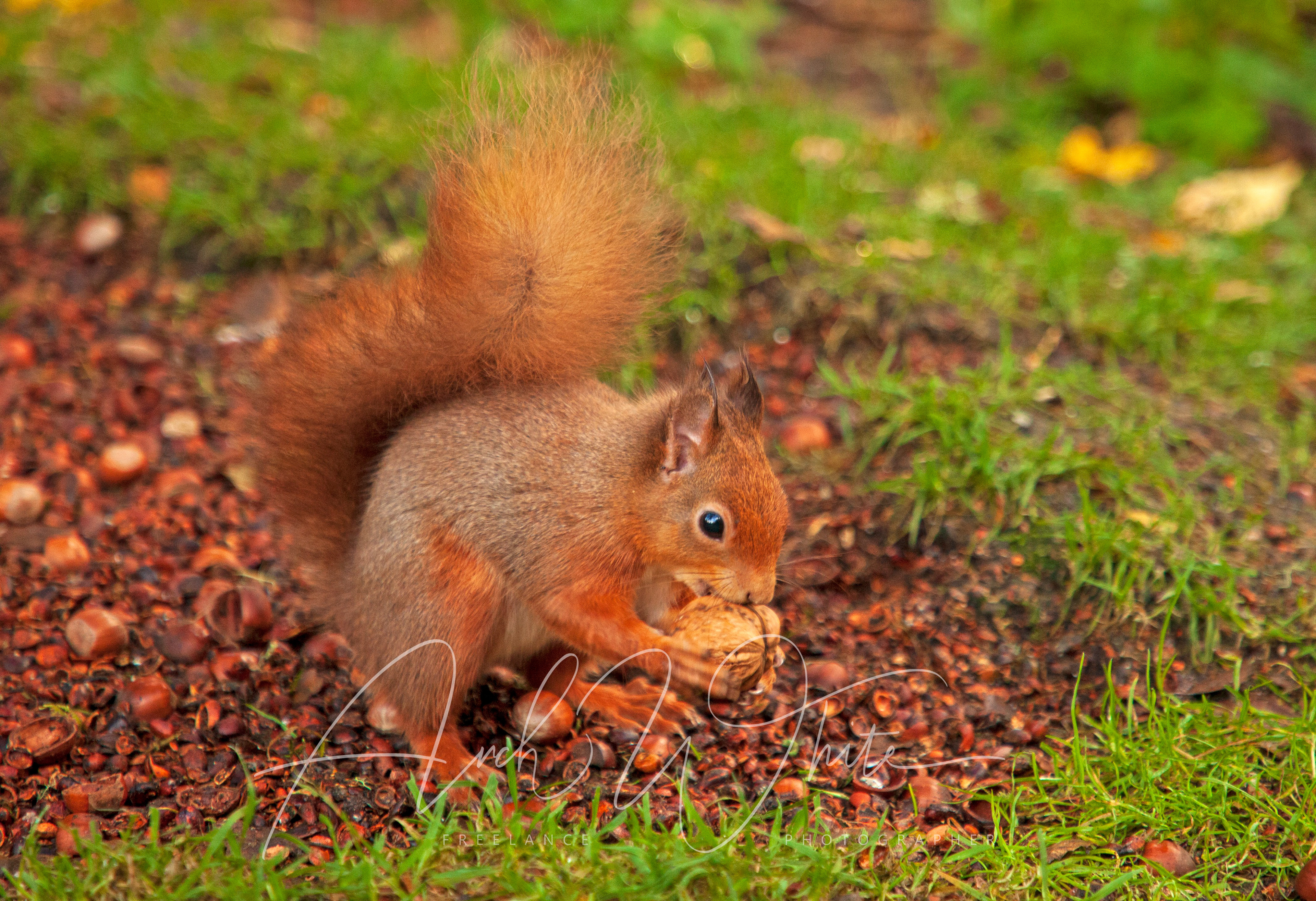 Red Squirrel, Cluny House Gardens, Perthshire, Scotland