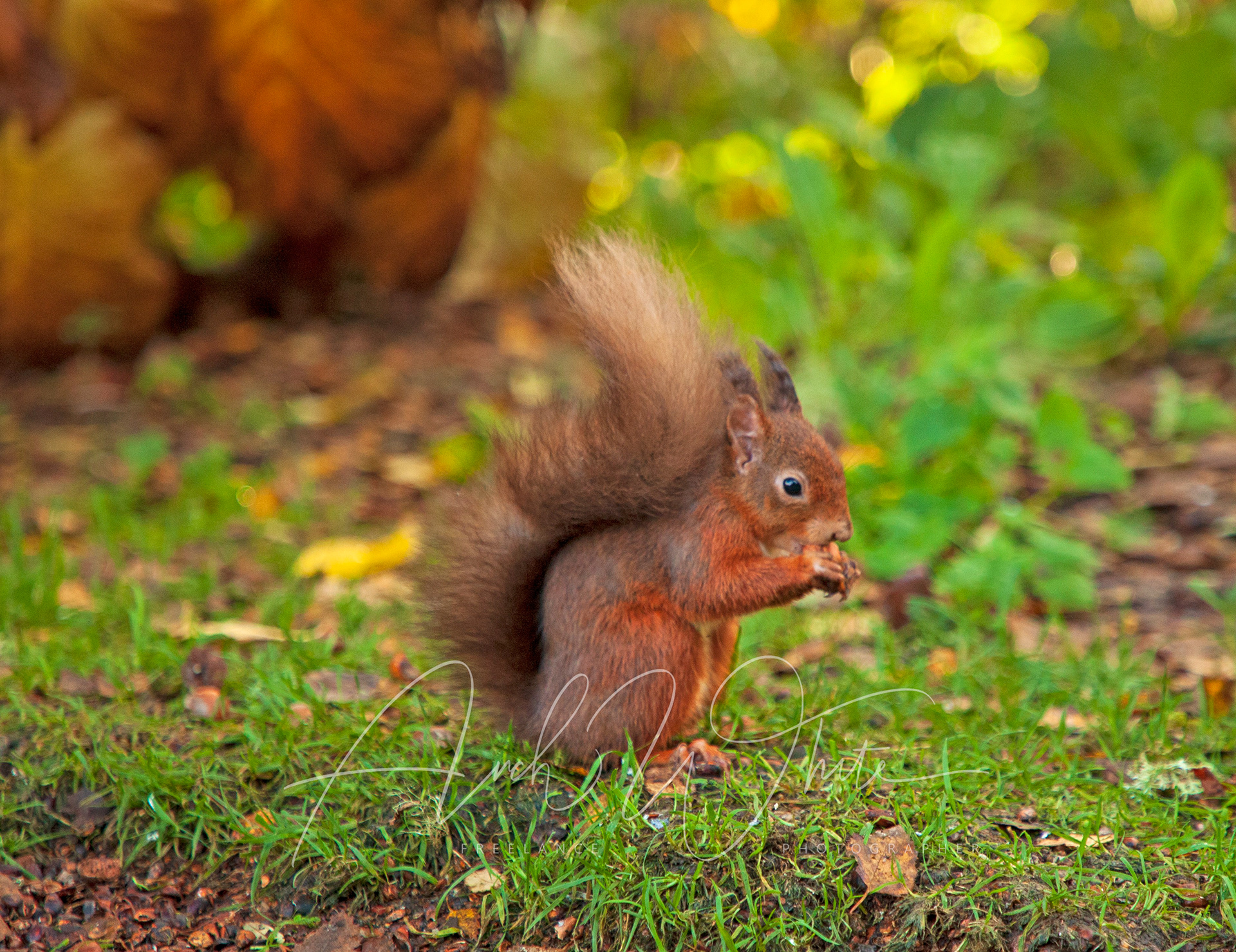 Red Squirrel, Cluny House Gardens, Perthshire, Scotland