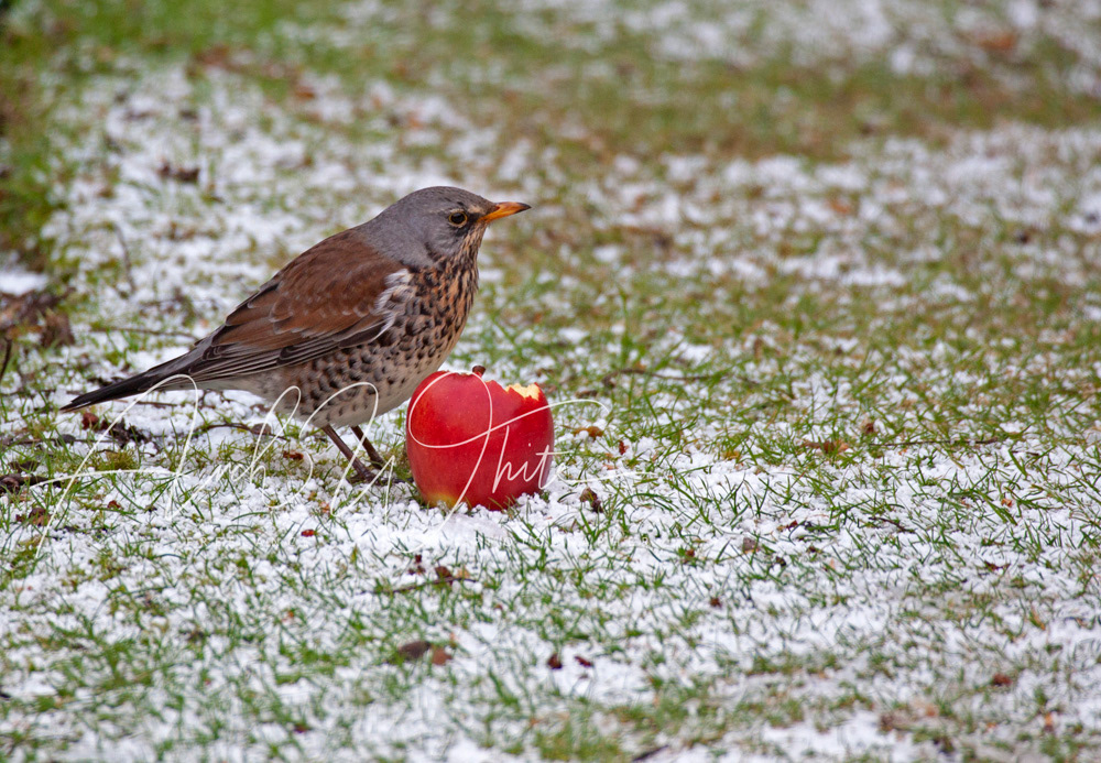 Fieldfare, migatory thrush, (Turdus pilaris), bird, avian, snow, winter, Arch White, Stock photo