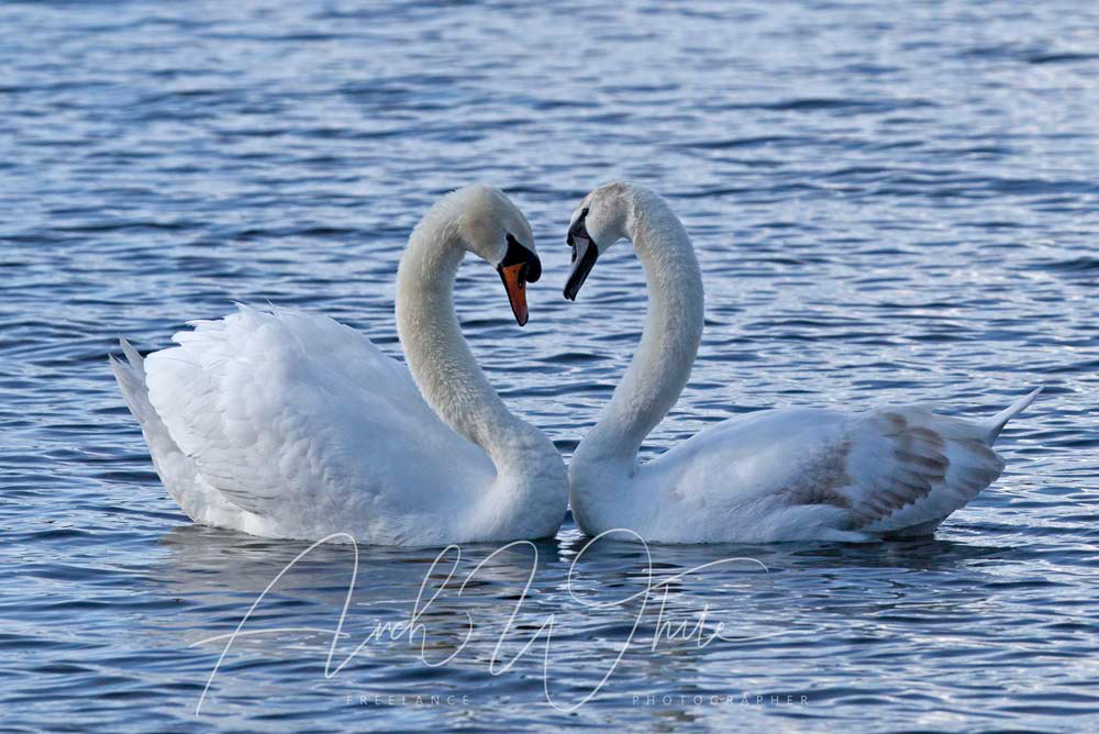 Mute Swans Cygnus Olor, Cob and Pen forming a heart shape while in mating behaviour