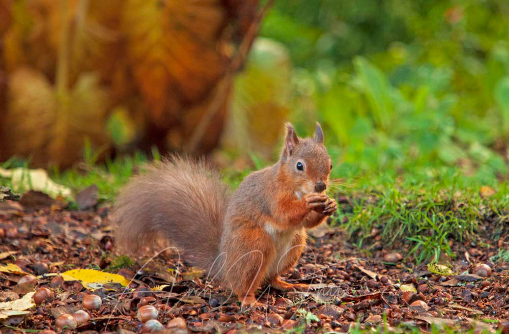 Red Squirrel, Cluny House Gardens, Perthshire, Scotland