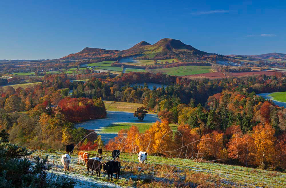 Scottish Borders, Scott's View, Melrose, Scotland, UK, Autumn, autumnal colour