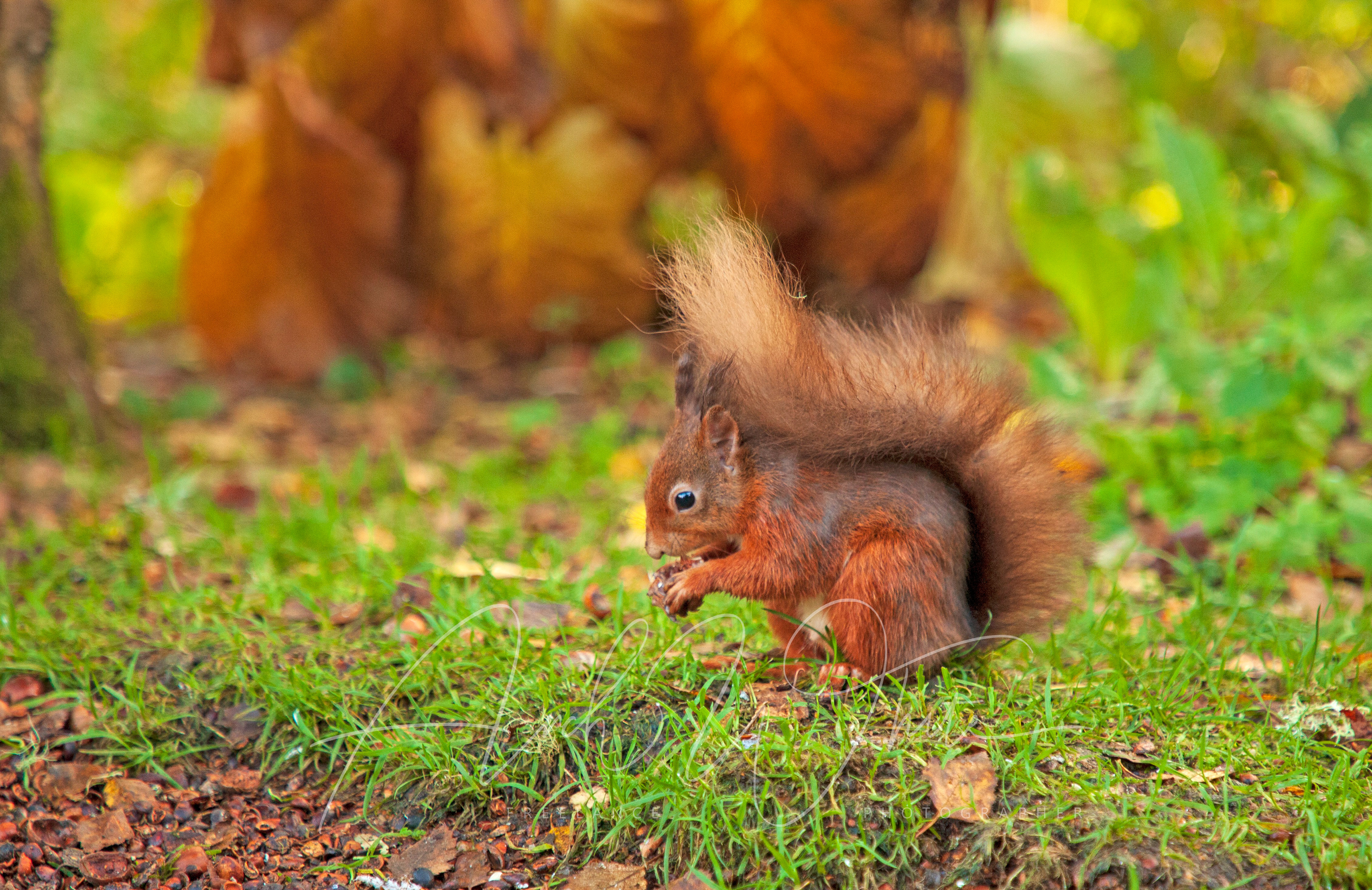 Red Squirrel, Cluny House Gardens, Perthshire, Scotland
