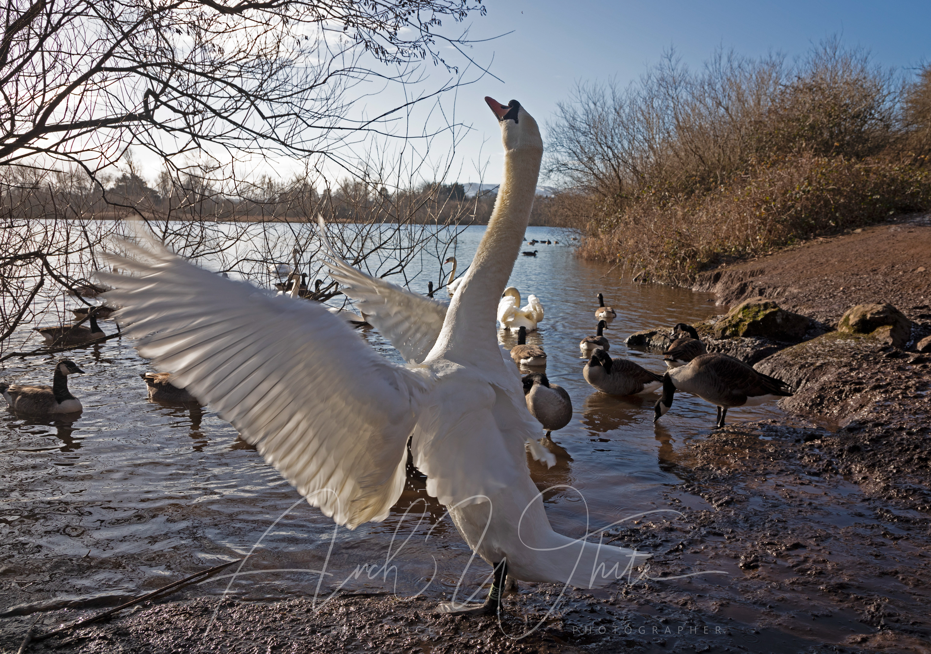 Mute Swan, Cob, stretching, biodiversity, Duddingston Loch, Edinburgh, Scotland, Arch White photography