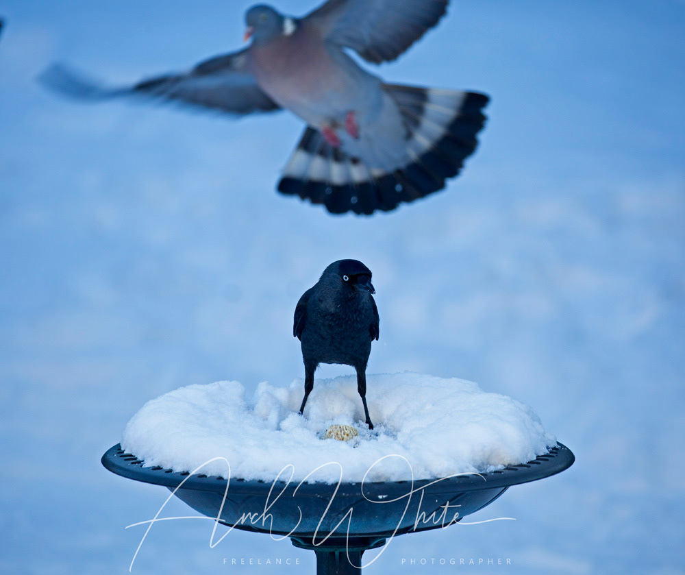 A Jackdaw protects a fat ball on snow covered birdbath with Wood Pigeon photobombing in background