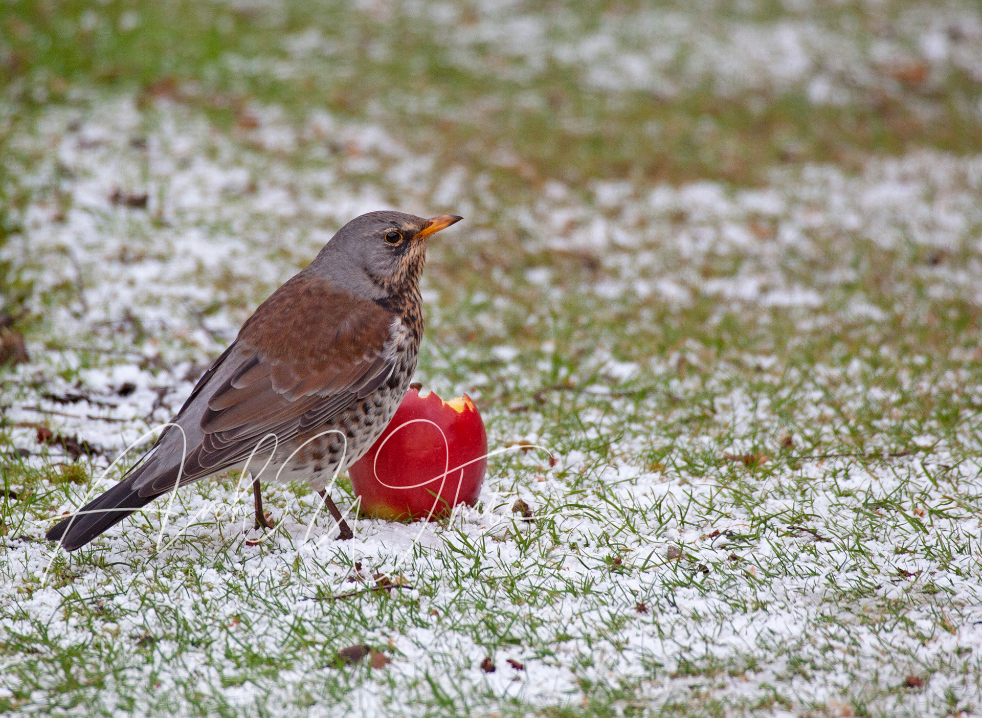 Fieldfare, migatory thrush, (Turdus pilaris), bird, avian, bird, nature, biodiversity, snow, winter