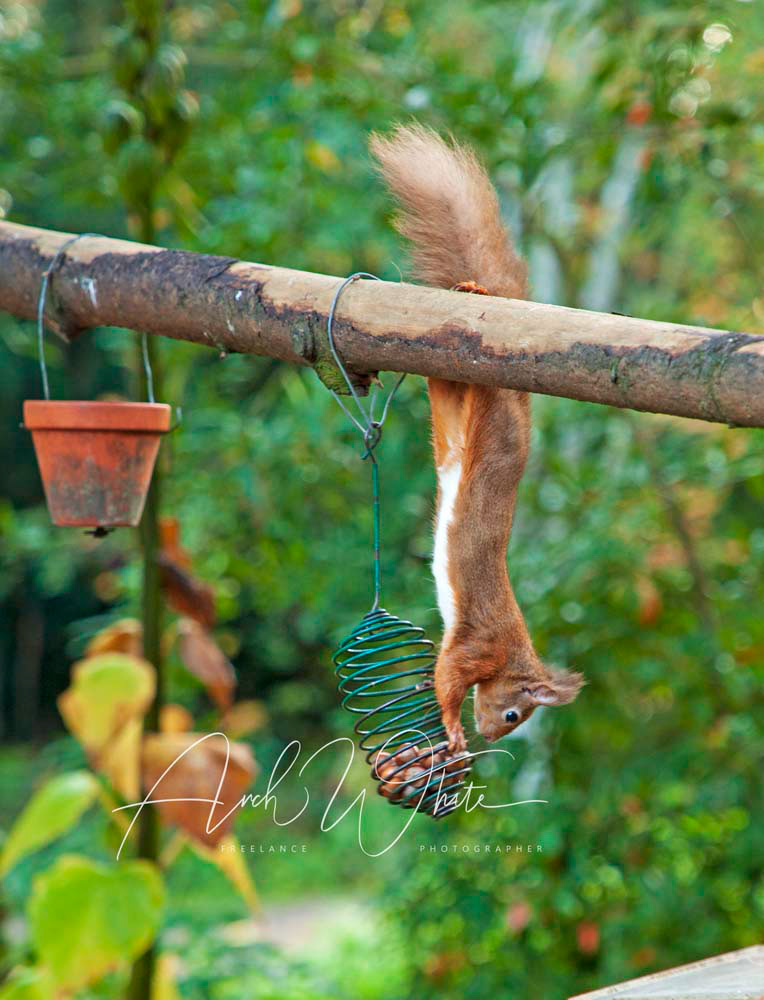 Red Squirrel, Cluny House Gardens, Perthshire, Scotland