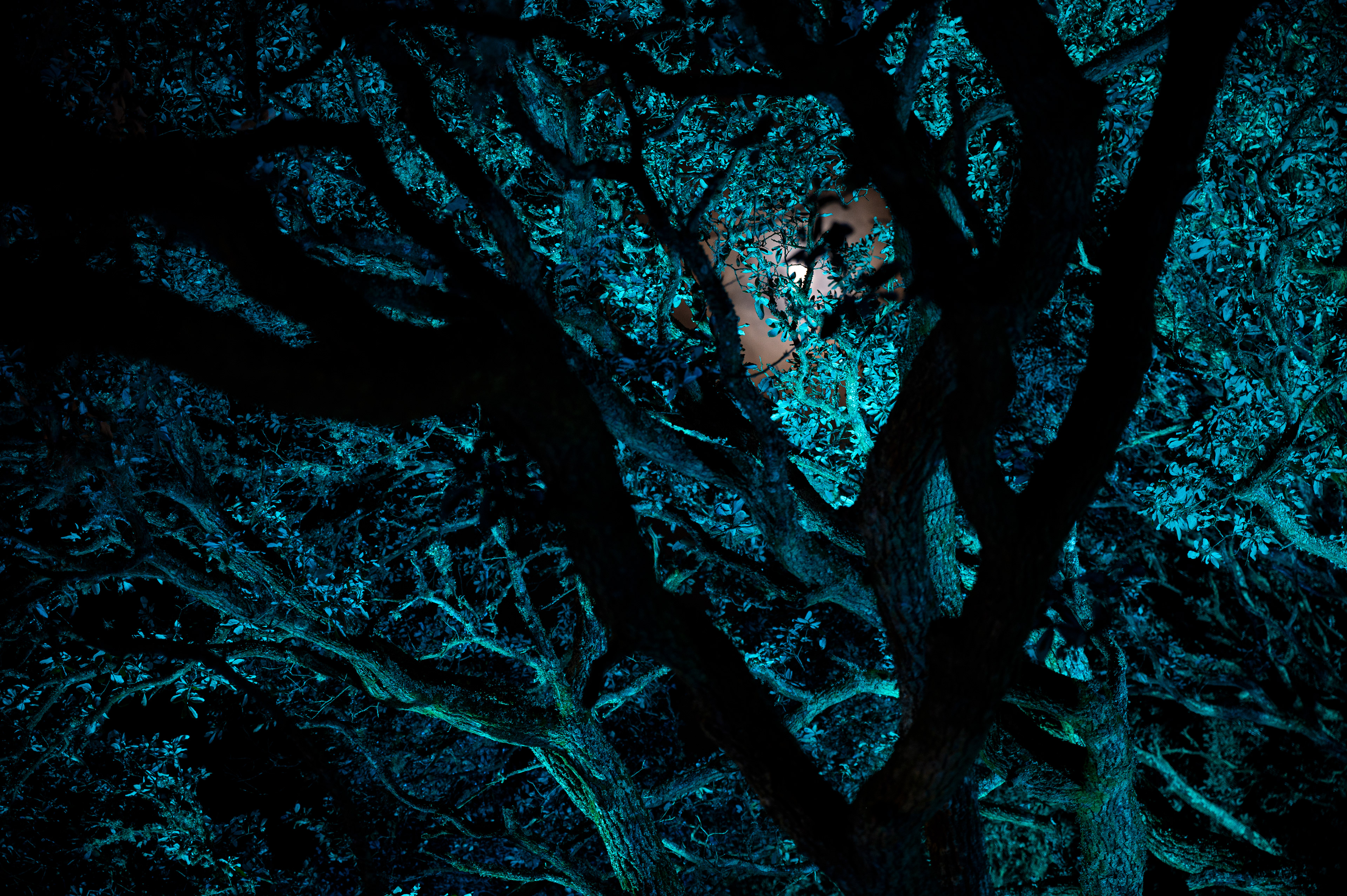 Elizabethan Gardens, Manteo, NC - December 3rd, 2022