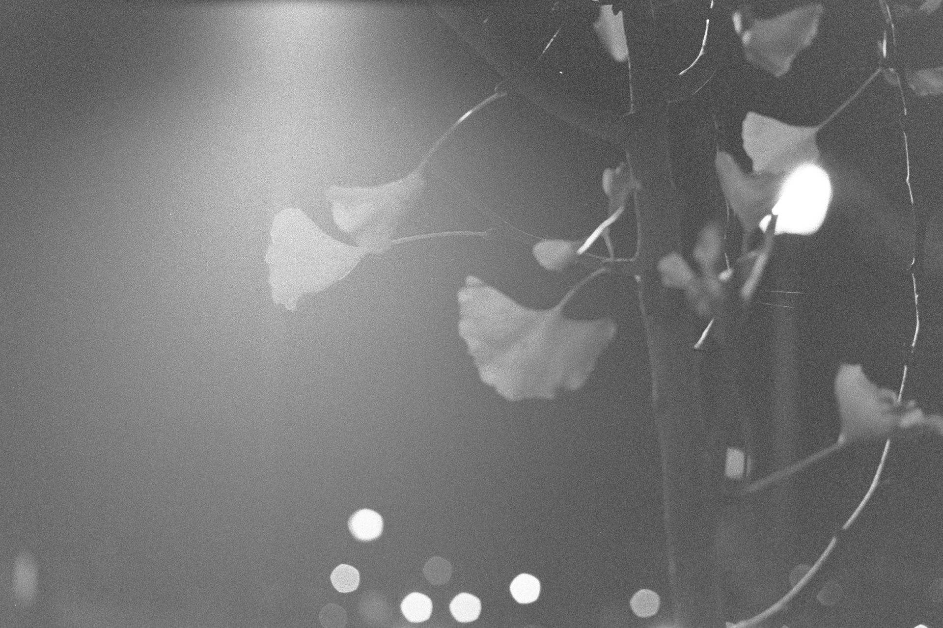 "Lonely Night" South Hadley, MA - December 2019