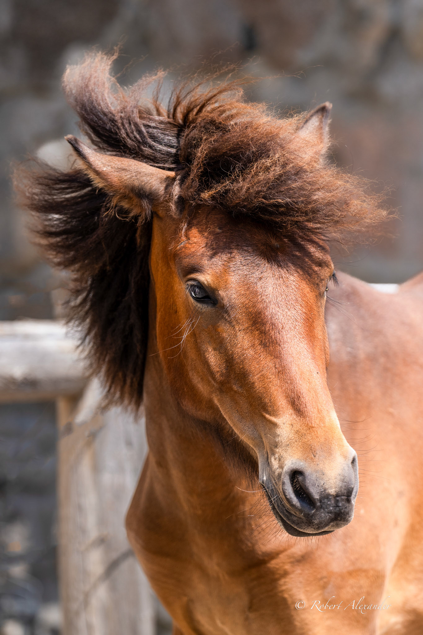 Poppy's Haven's Pippi Longstocking
