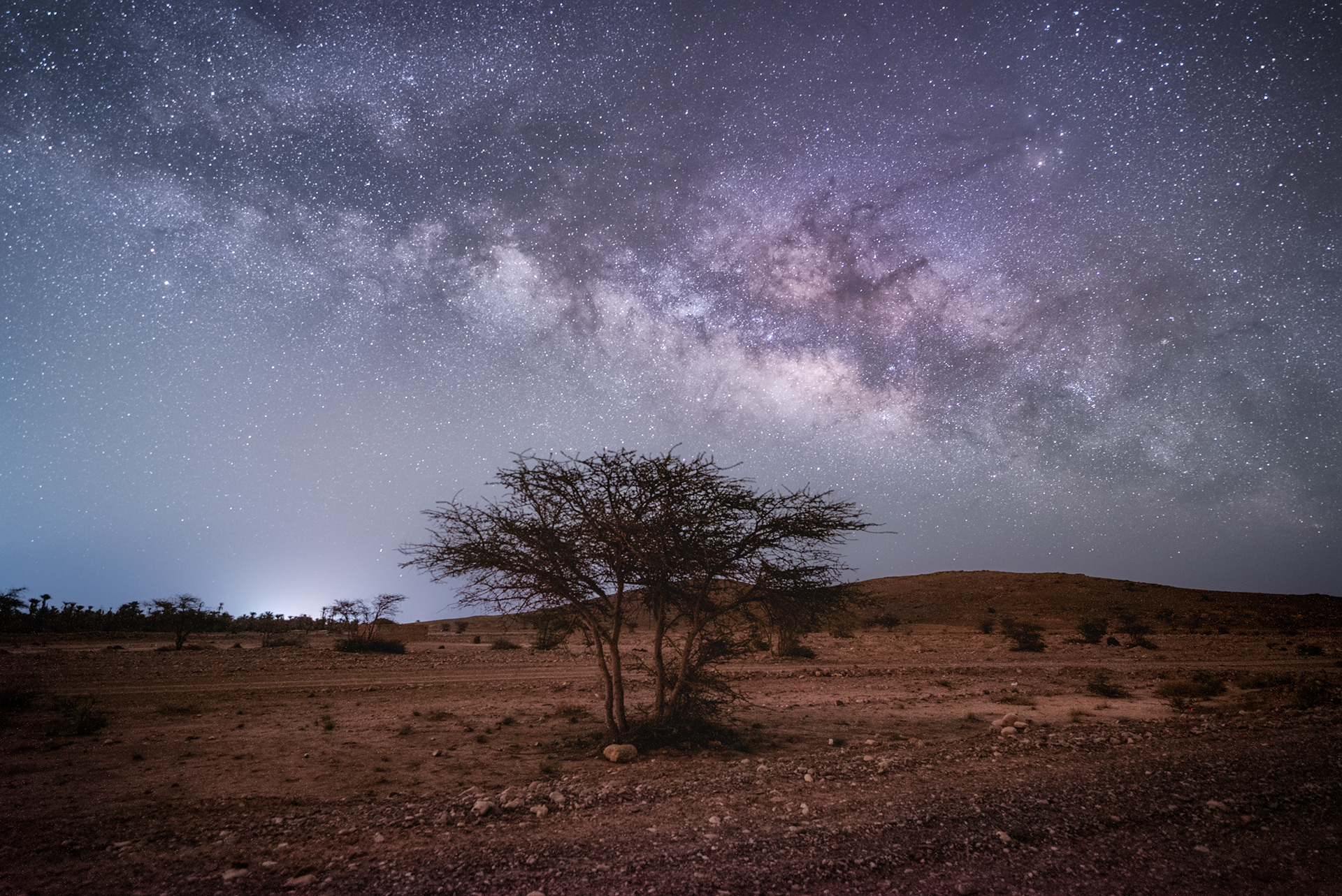 Tree in Moroccan Desert Under the Milky Way