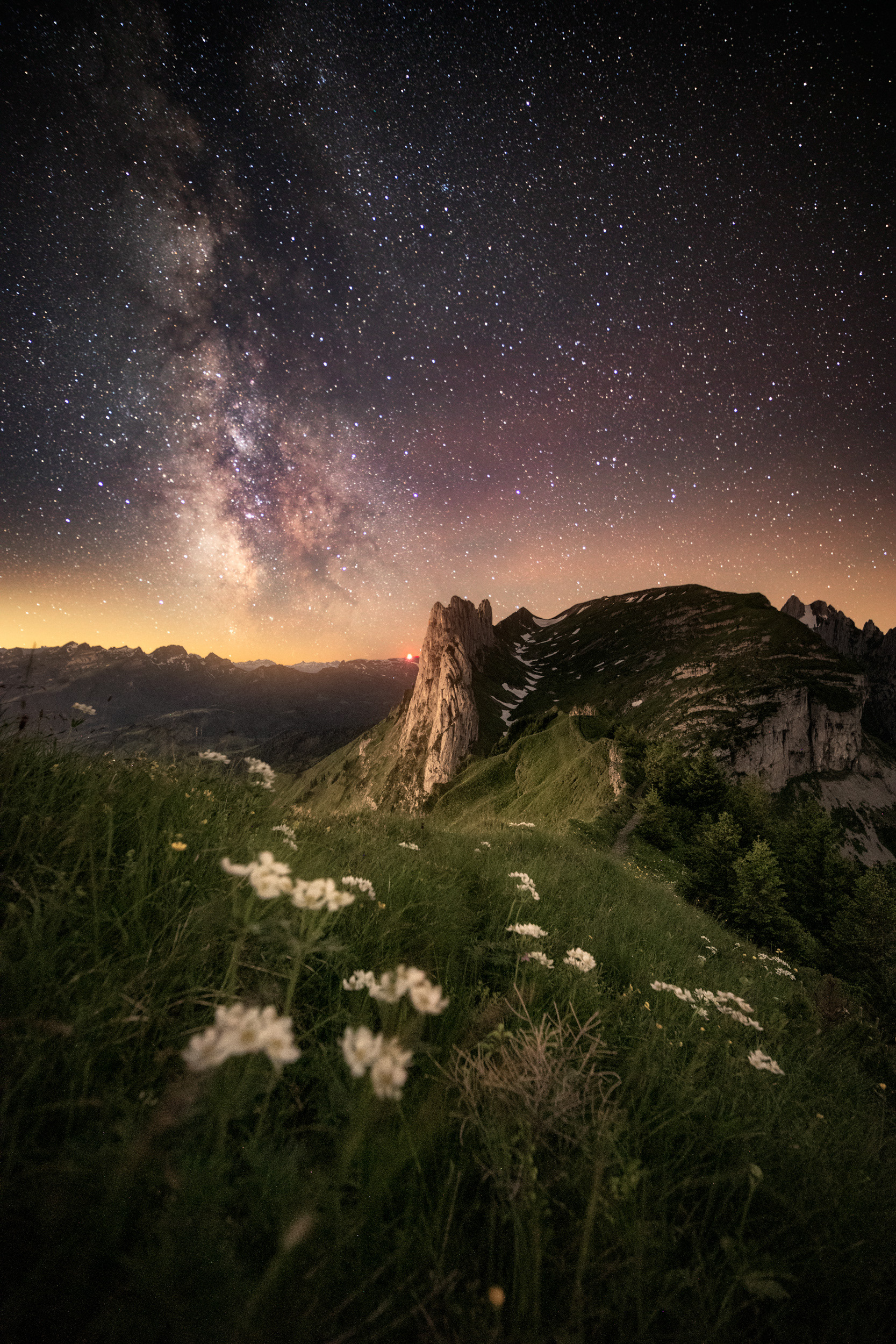 Flowers and the Milky Way – Saxer Lücke