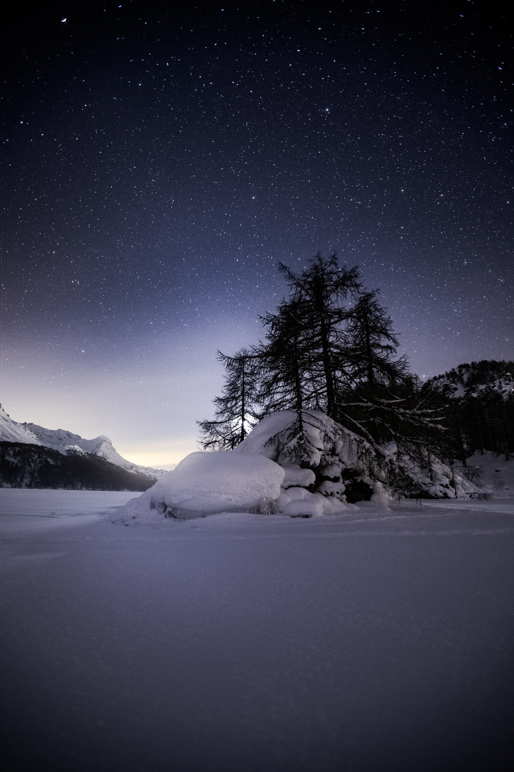 Snowy Forest Illuminated by Moonlight