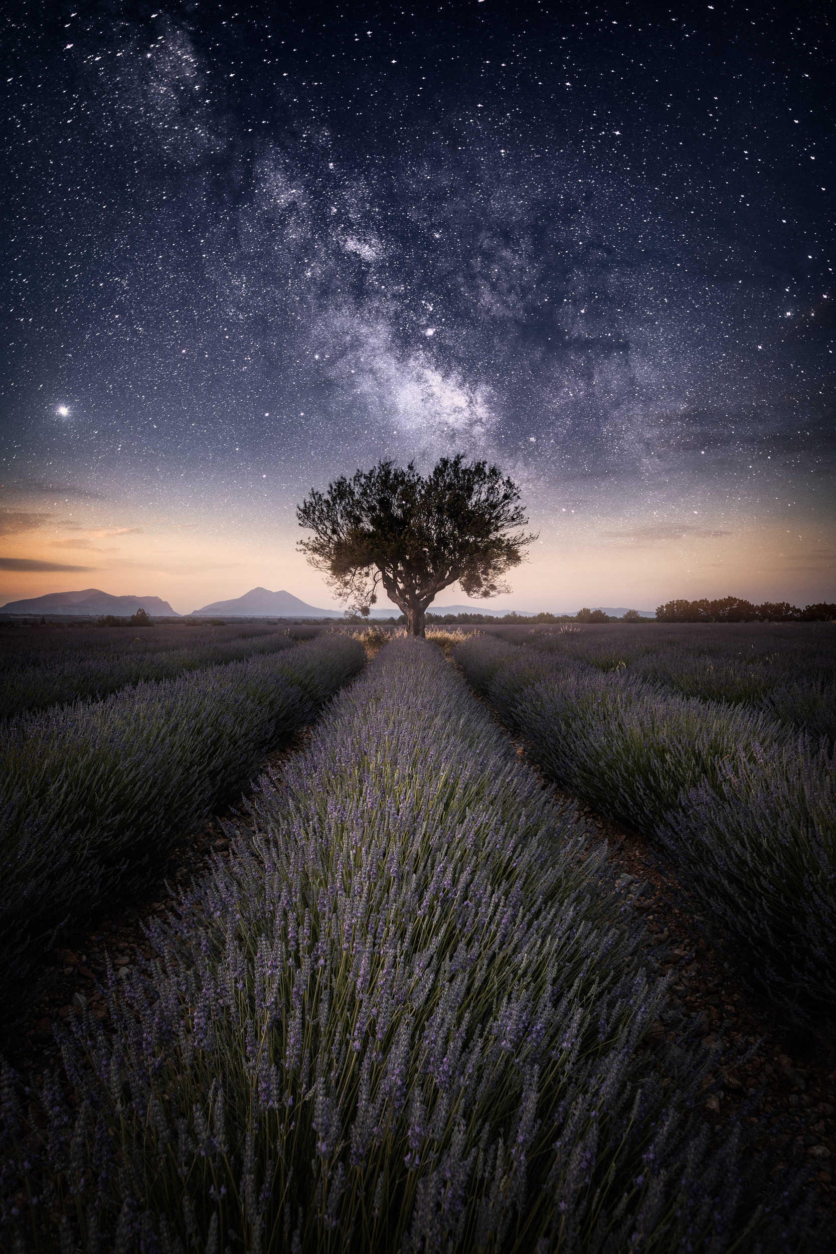Tree Silhouette Under the Milky Way